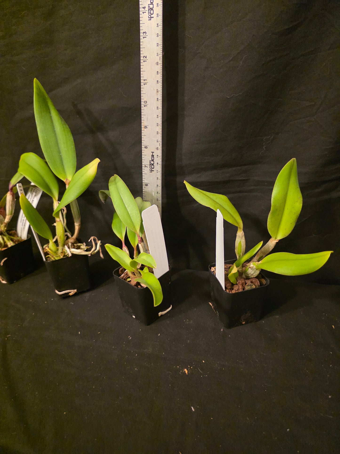Lc Mini song x Lc Crimson Dragon. Near blooming size compact growing cattleya orchid hybrid