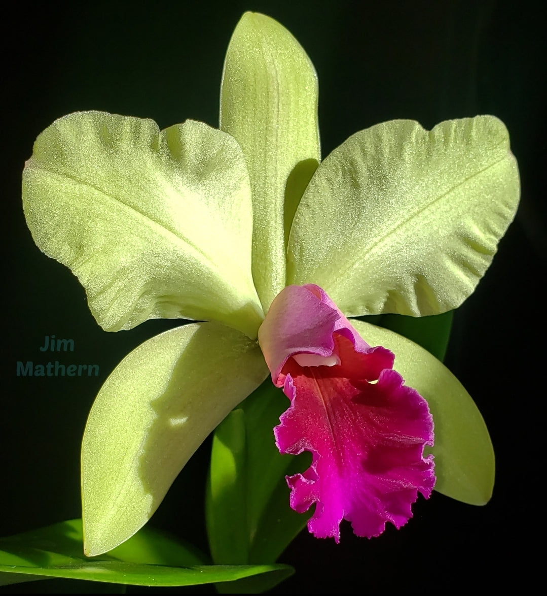 Rlc Yen Surprise 'Seiko' blooming size cattleya orchid clone. Fragrant beautiful blooms