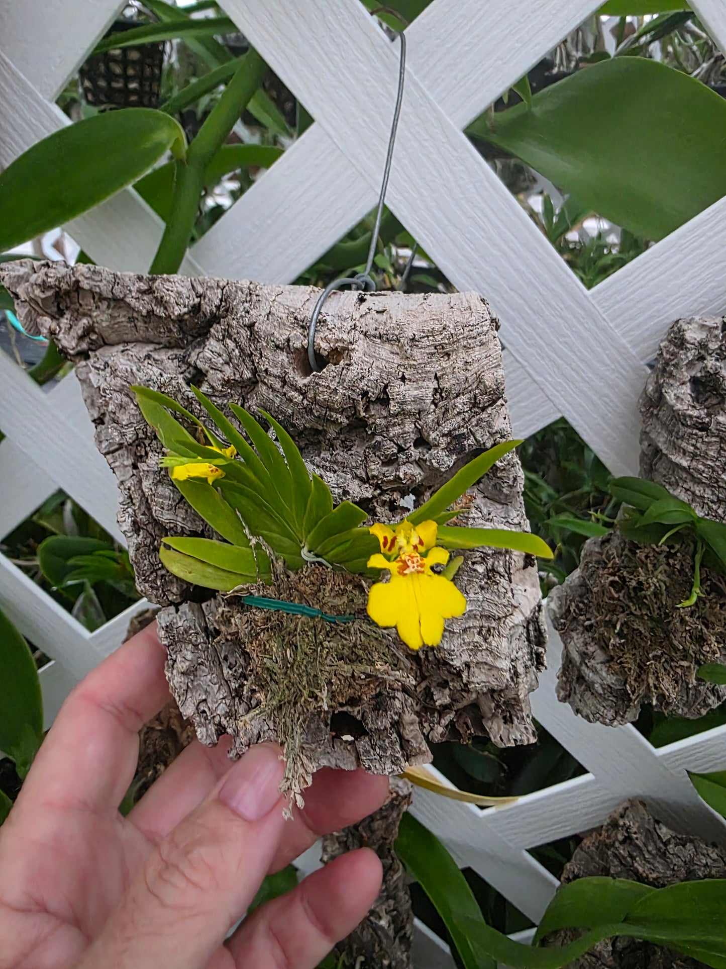 Psygmorchis pusilla blooming size mounted orchid species. Sequential bloomer