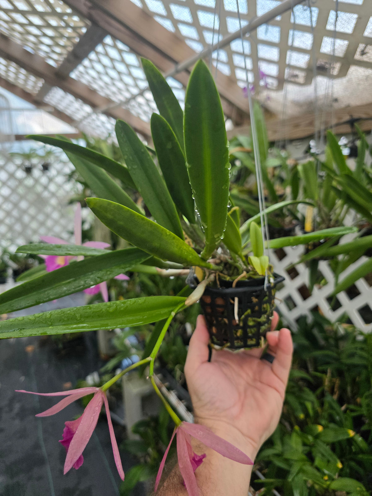 Brassavola nodosa x Pot Elaine Taylor. Blooming size 4" basket