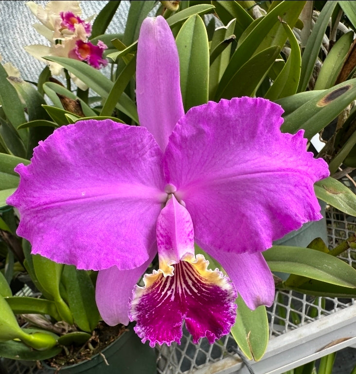 Cattleya lueddemanniana var typo. Near blooming size cattleya orchid species. Large fragrant blooms.