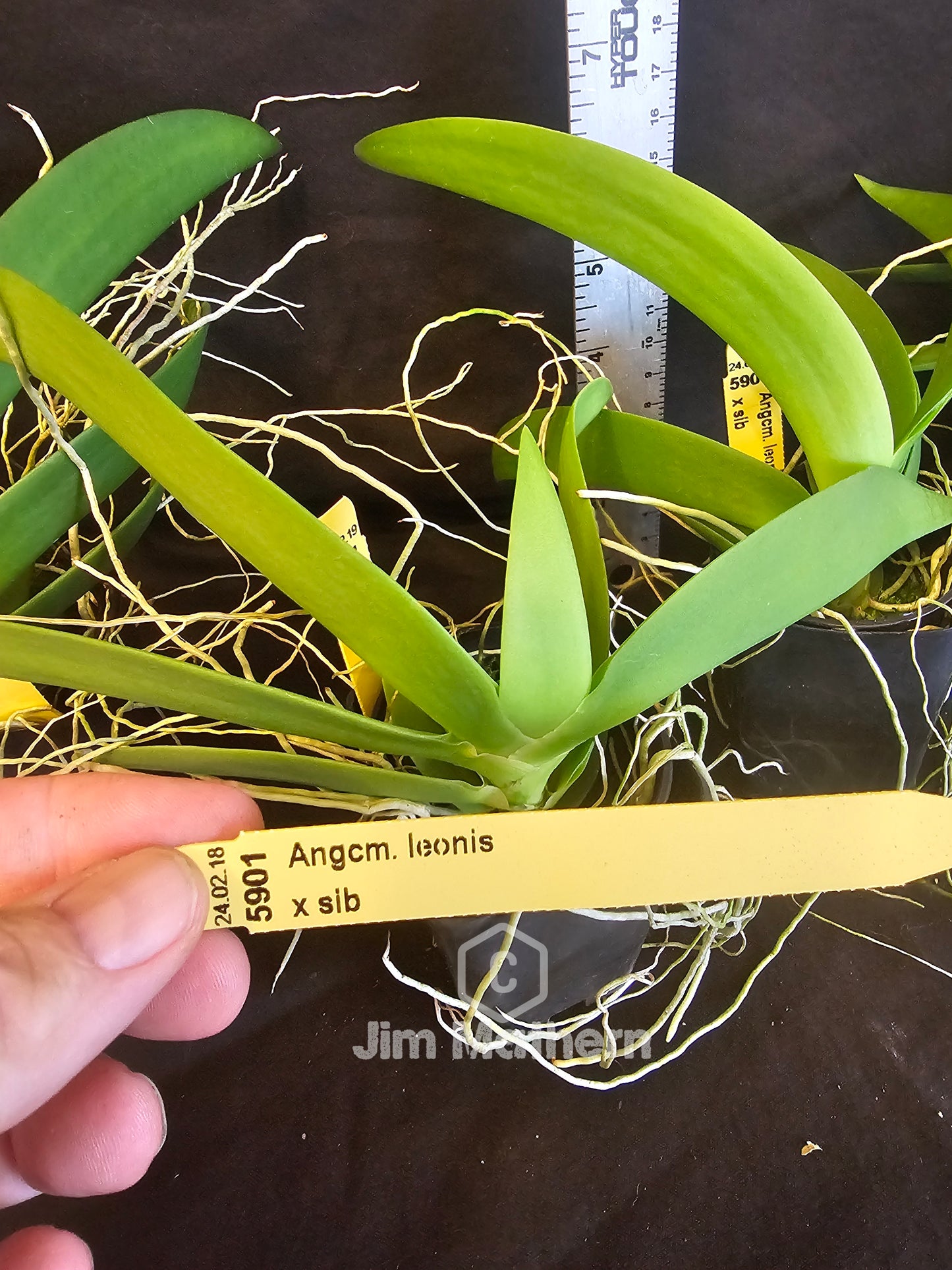 Angraecum leonis