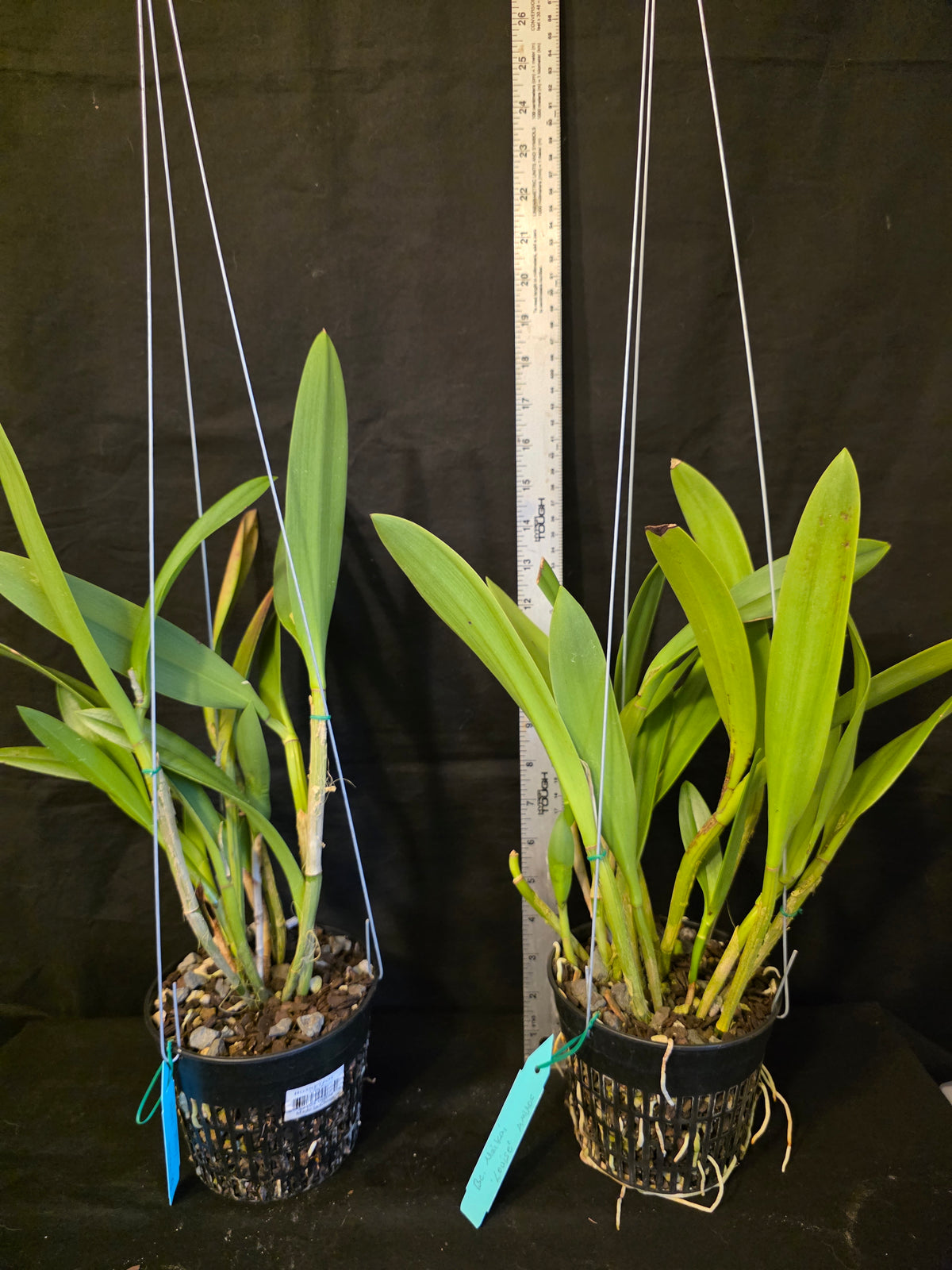Bc Maikai 'Louise' AM/AOS bloom size divisions 5" baskets