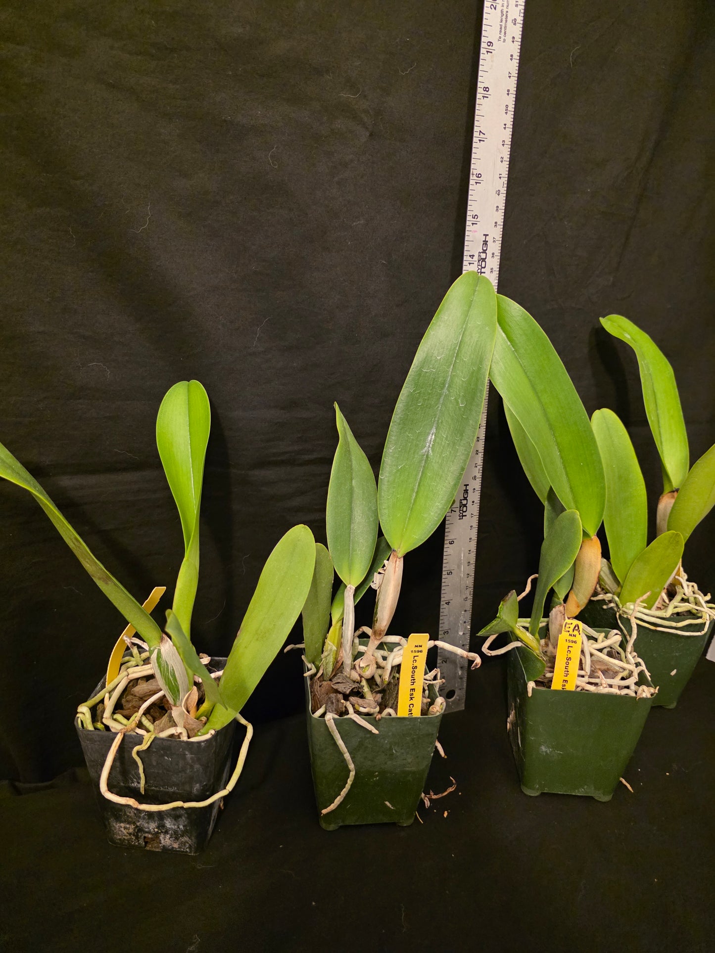 Lc South Esk 'Catherine' near blooming size cattleya orchid clone. Large lavender fragrant blooms