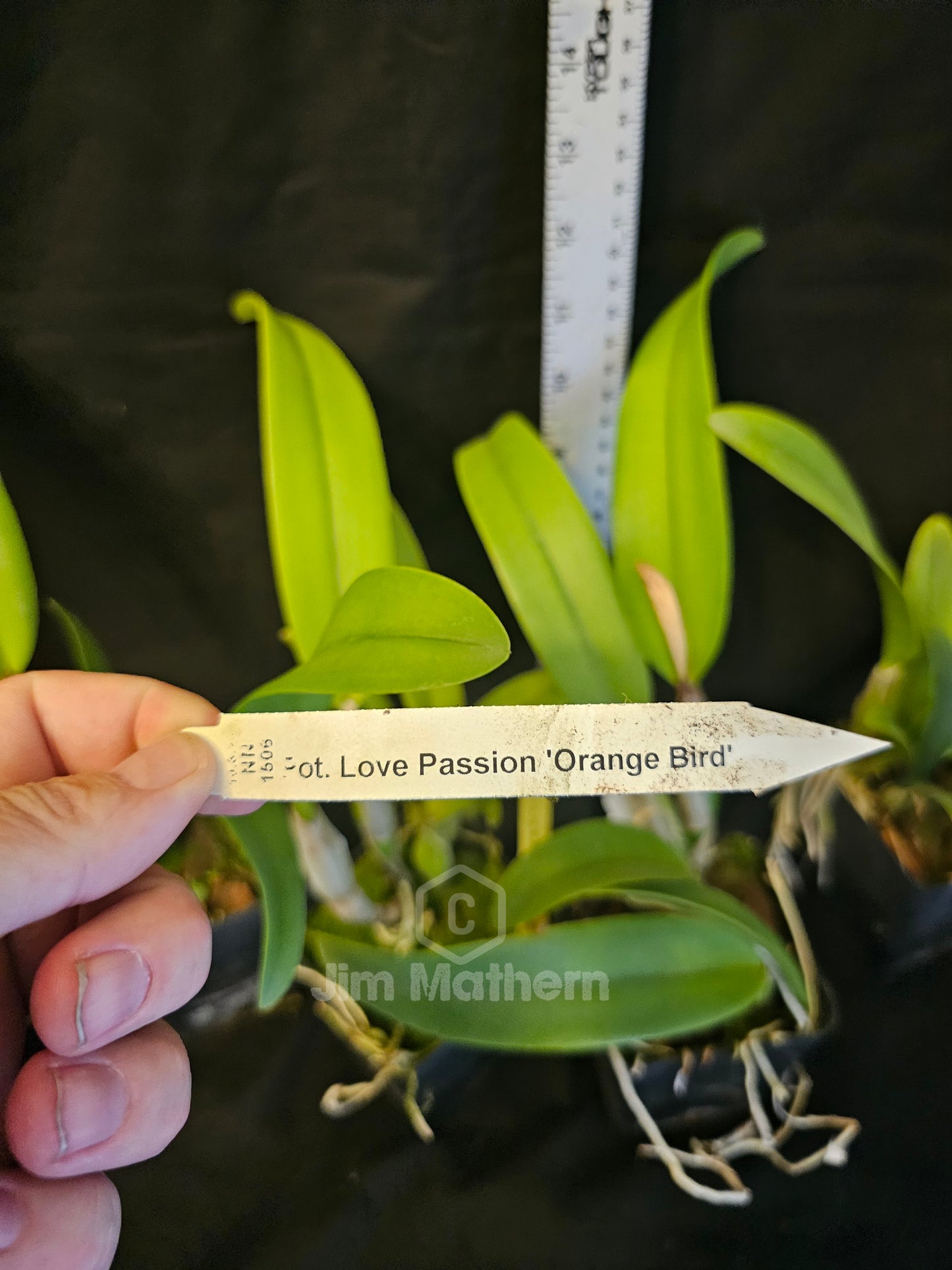 Rth Love Passion 'Orange Bird' near Blooming size cattleya clone.