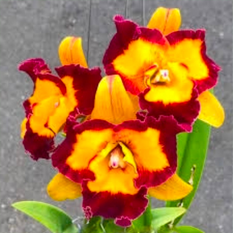Rlc Linkin Love 'Chester' near blooming size cattleya orchid clone.