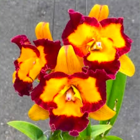 Rlc Linkin Love 'Chester' near blooming size cattleya orchid clone.