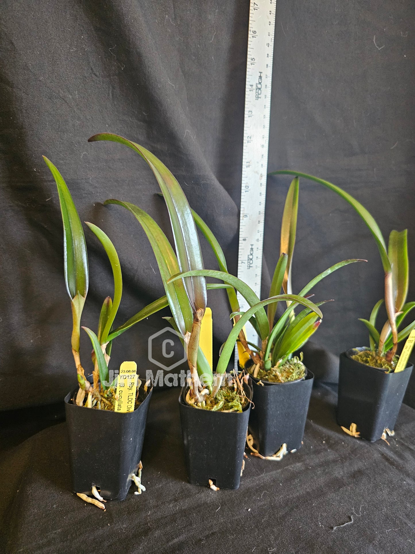 Rby. TLDC Divine Phoenix 'Pterodactyl' SM/WOC (Brassavola cucullata x Rlc Bryce Canyon) Blooming size Brasavola Cattleya Clone.