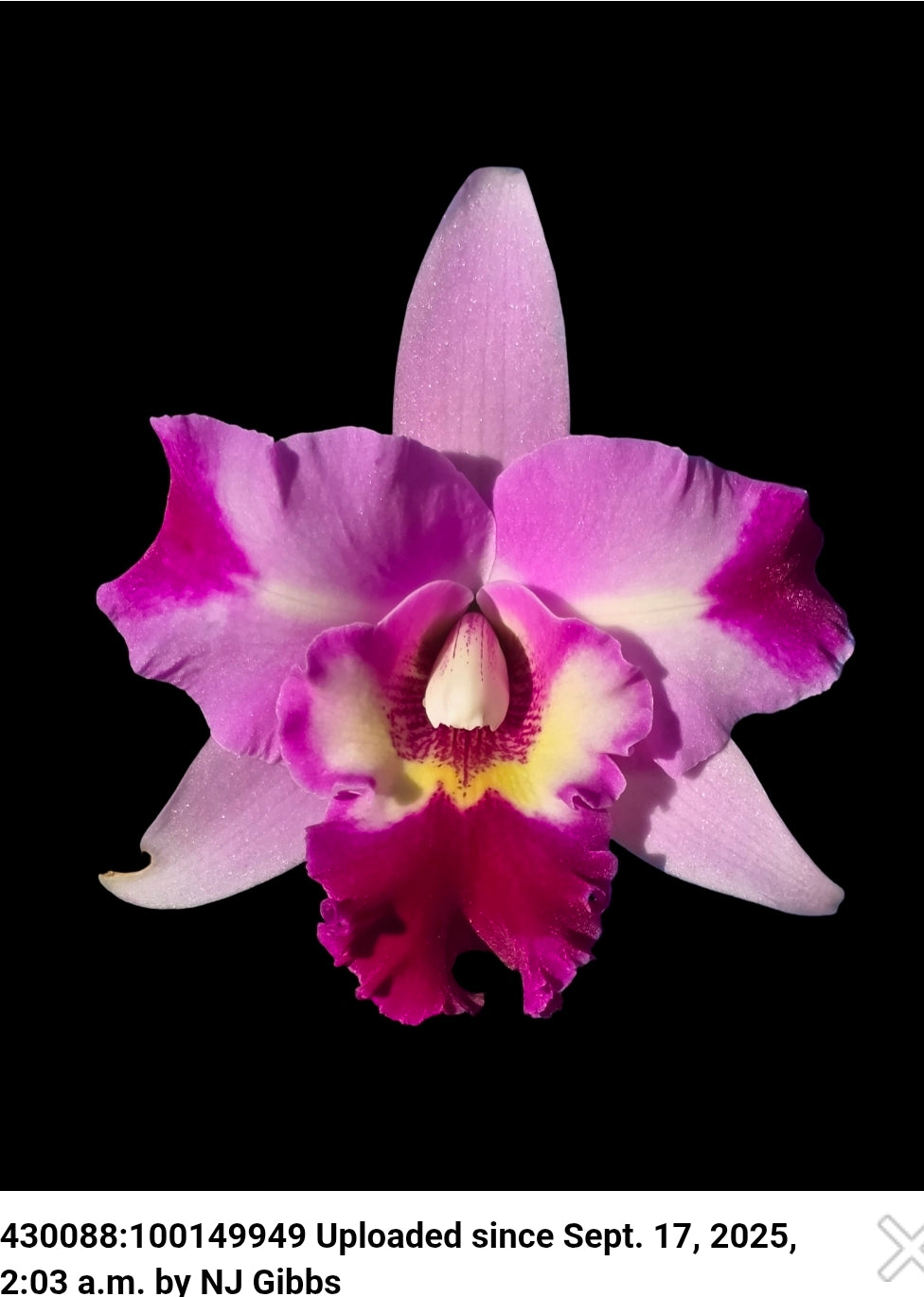 Lc Little Miss Wonderful. Blooming size cattleya orchid hybrid, seed grown plants. Amazing