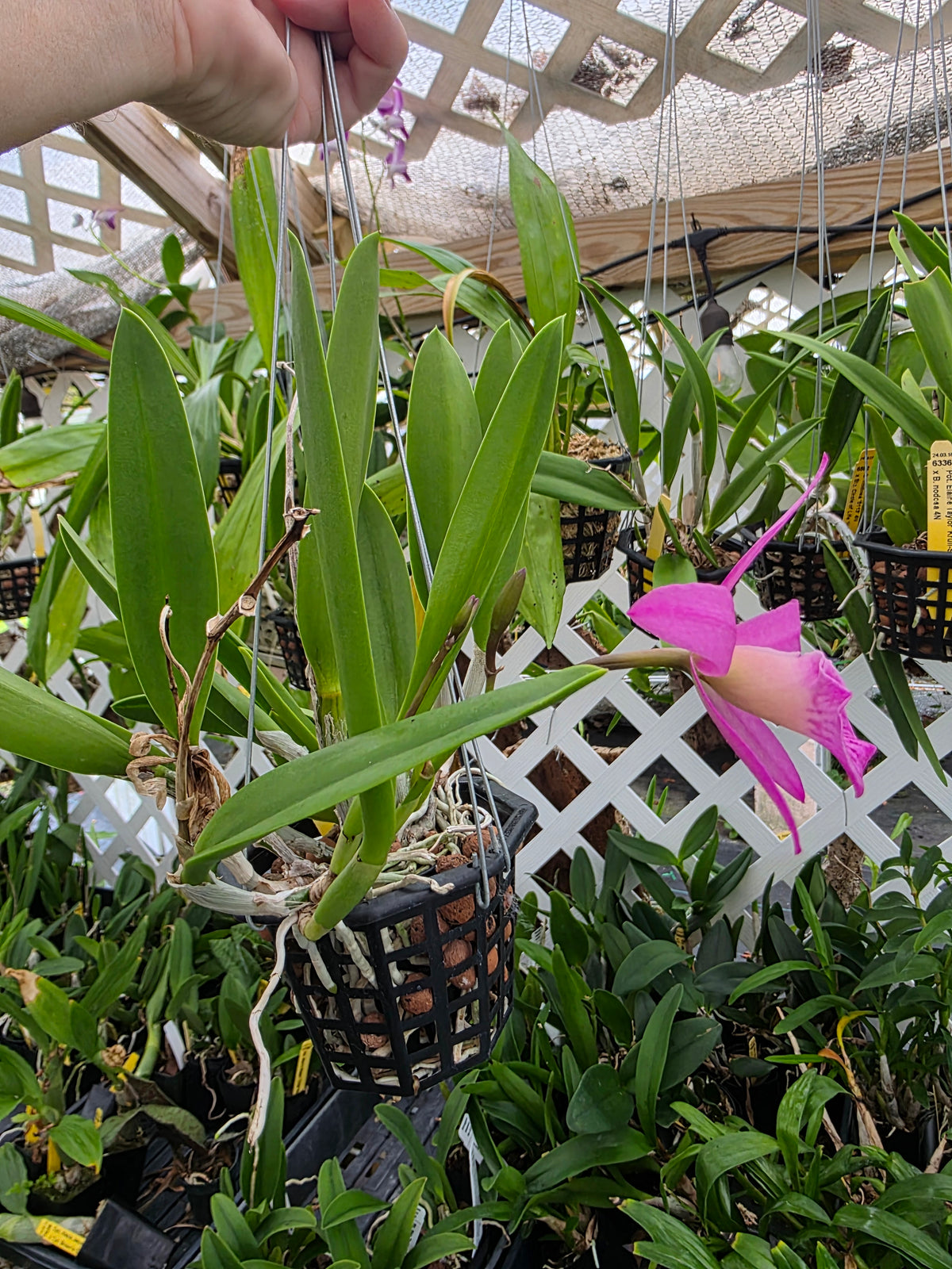 Brassavola nodosa x Cattleya Circle of life. Bloom size in 4" basket #2. Seed grown unique bloom