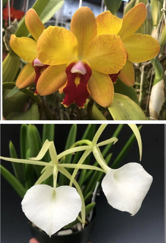 SC June Bug 'Venice Sunshine' x Brassavola nodosa. Blooming size compact growing orchid hybrid. Seed grown hybrid