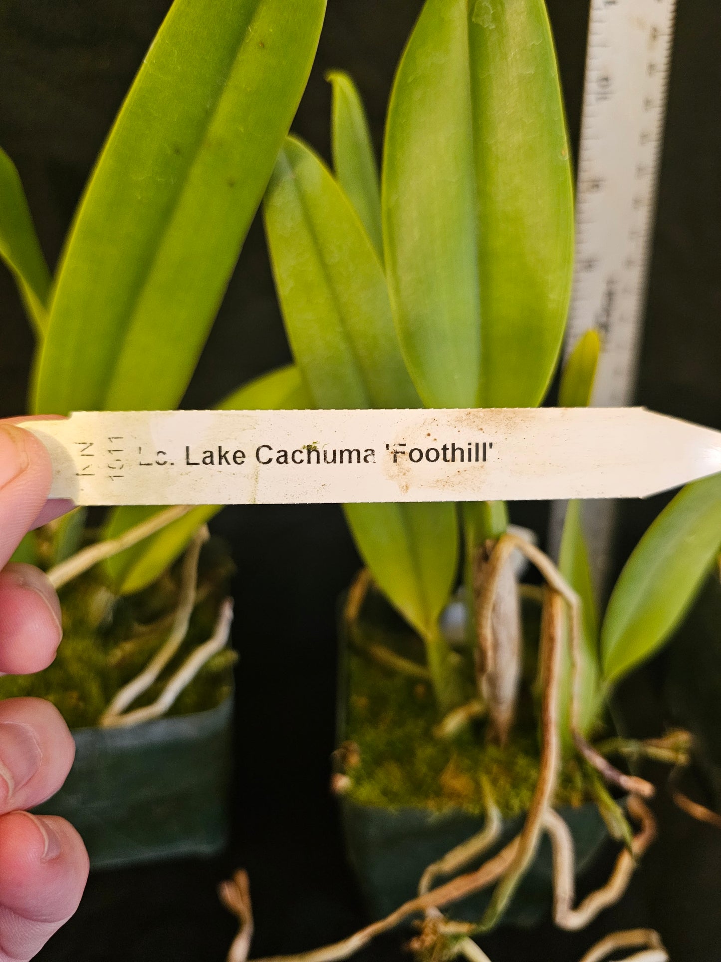 LC Lake Cachuma 'Foothill' near blooming size cattleya orchid clone. Large fragrant blooms