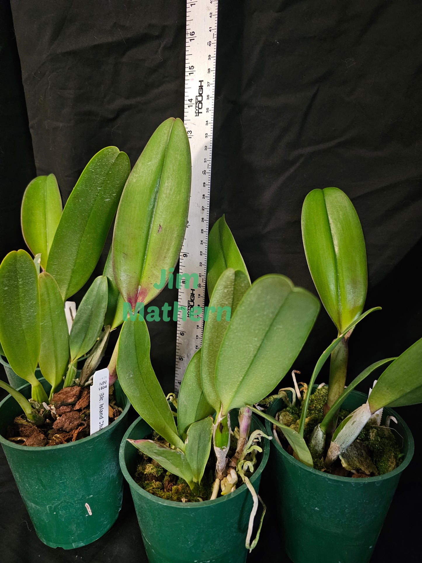 BC Island Charm 'Elizabeth' (Rlc Donna Kimura × C. intermedia)