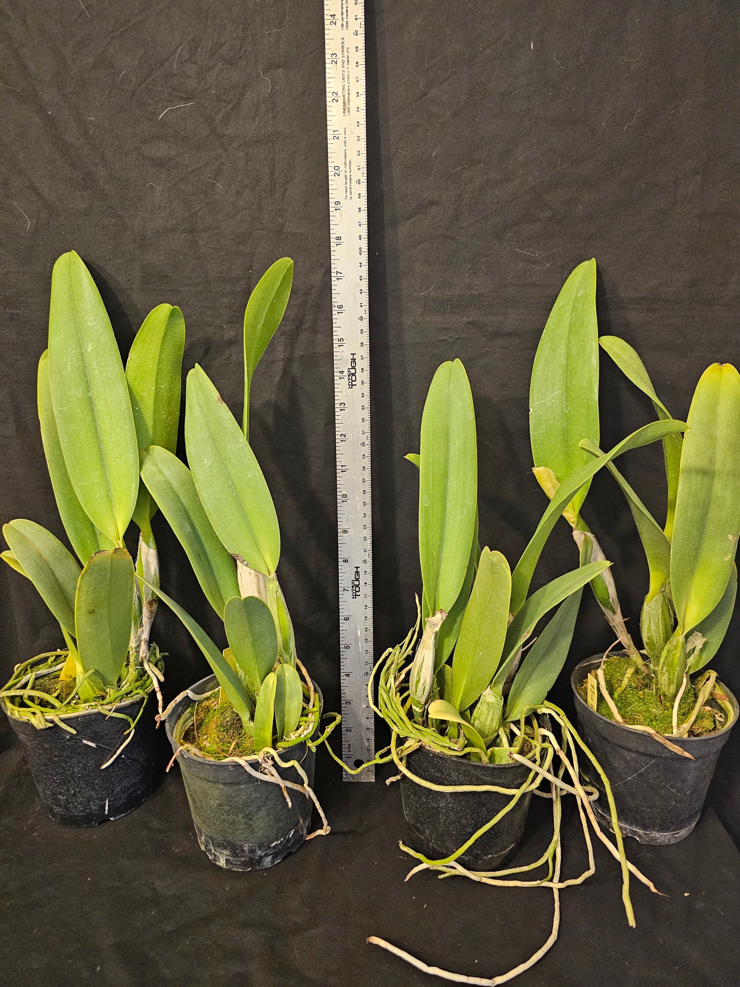 Lc Irene Finney 'Spring Bounty' Large Blooming size cattleya orchid clone.