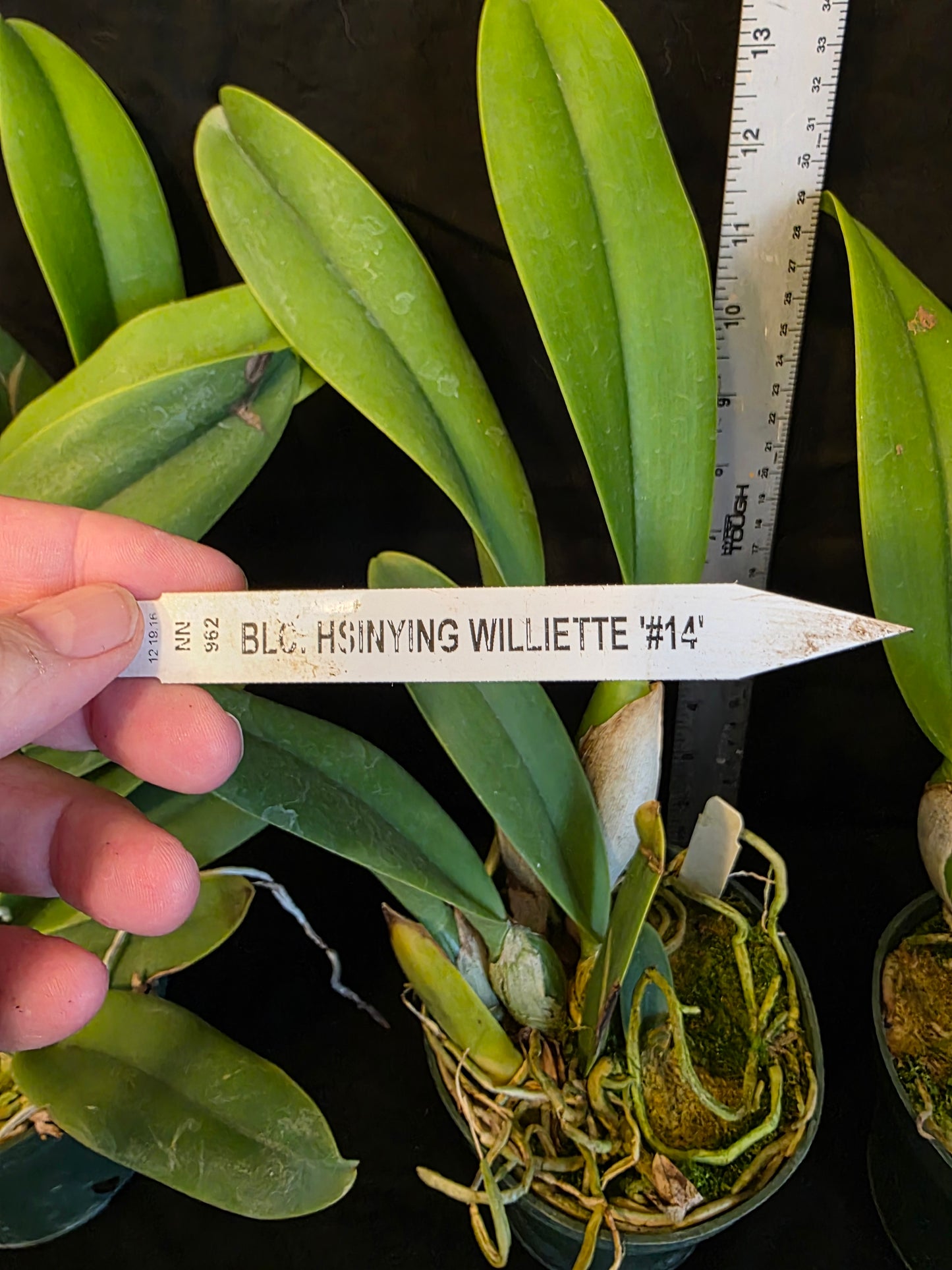 Rlc Hsinying Williette '#14' blooming size cattleya orchid clone. Fragrant.