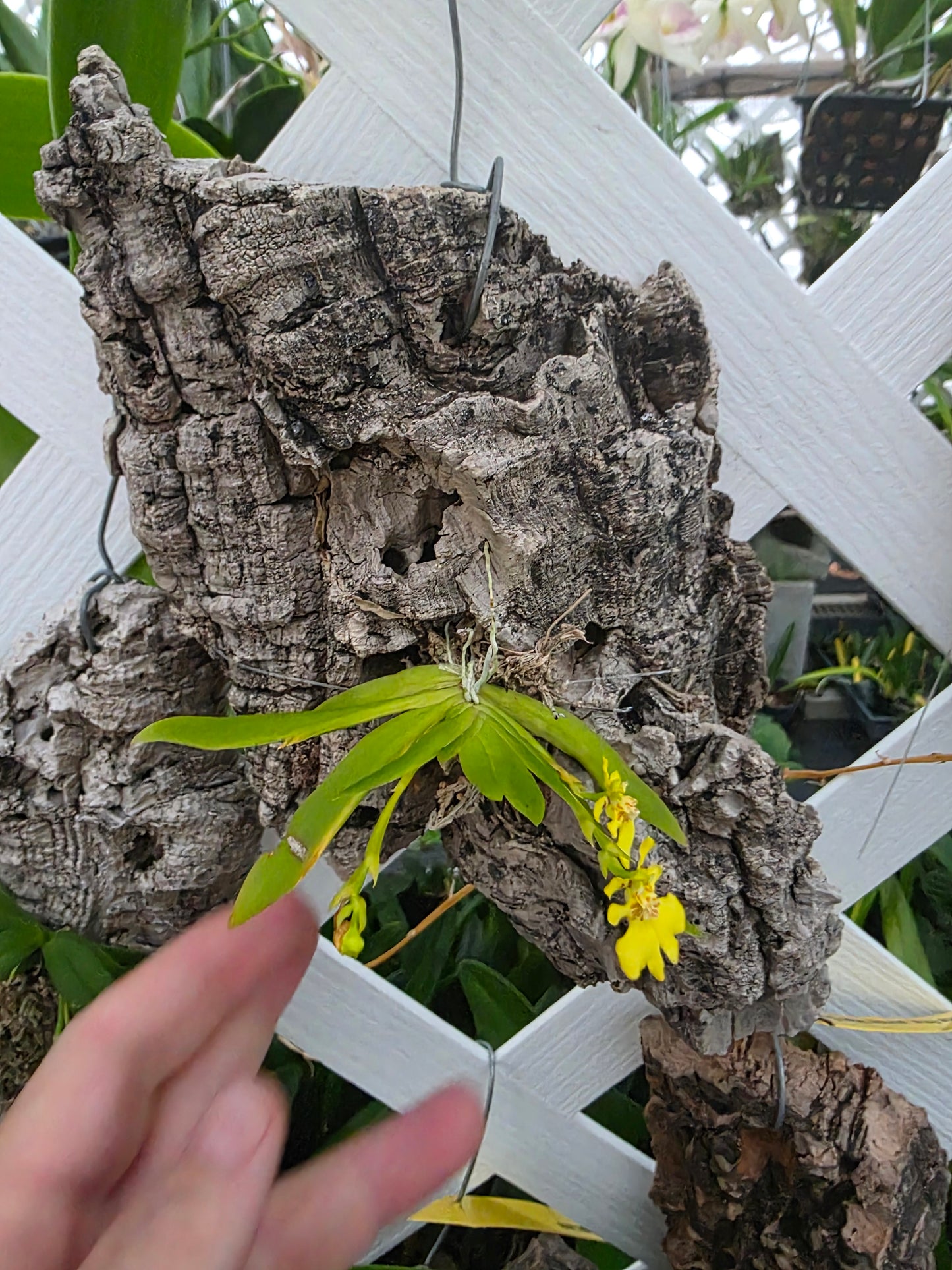 Psygmorchis pusilla blooming size mounted orchid species. Sequential bloomer