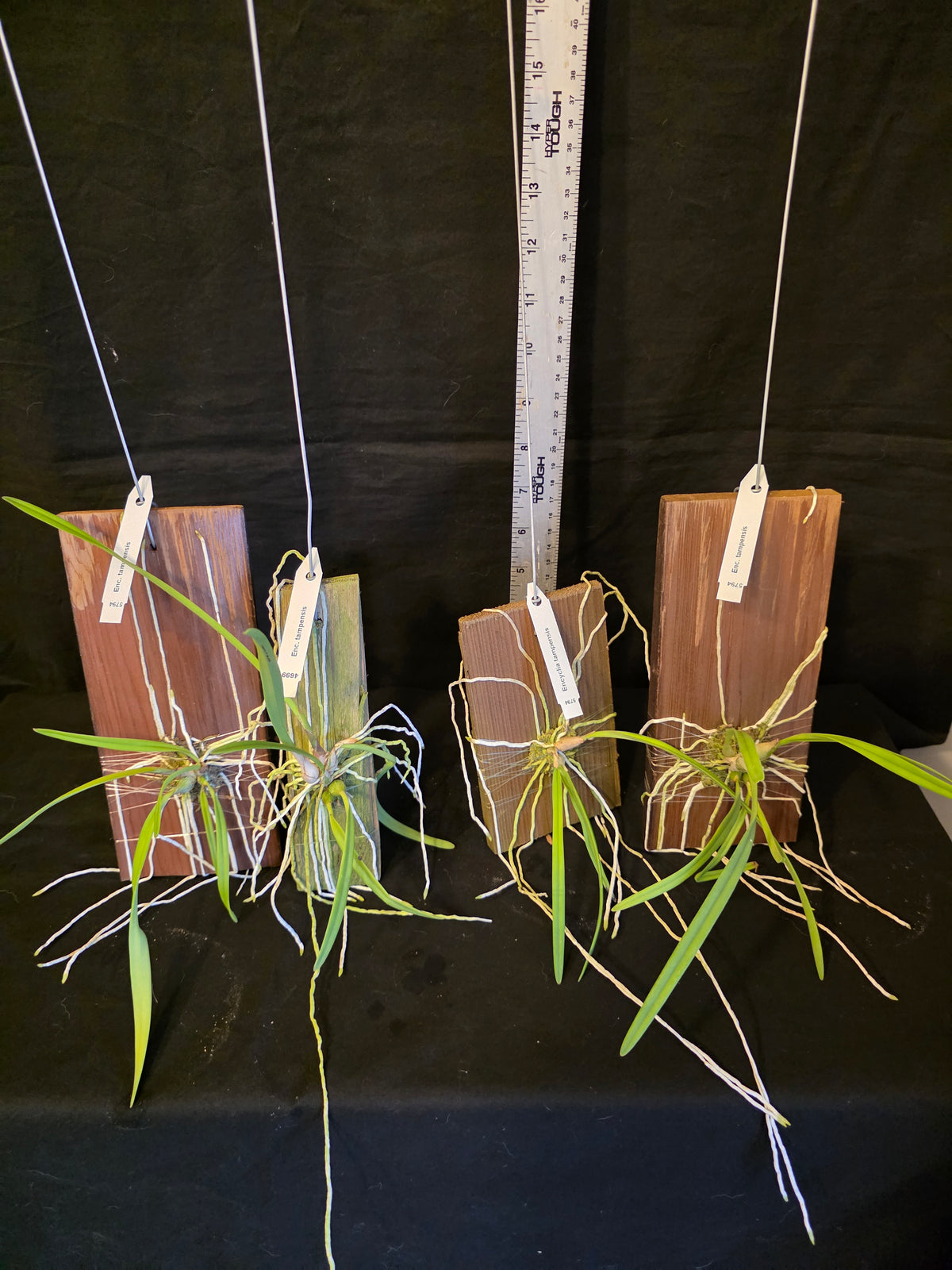Encyclia tampensis blooming size mounted orchid species. Fragrant like honey.