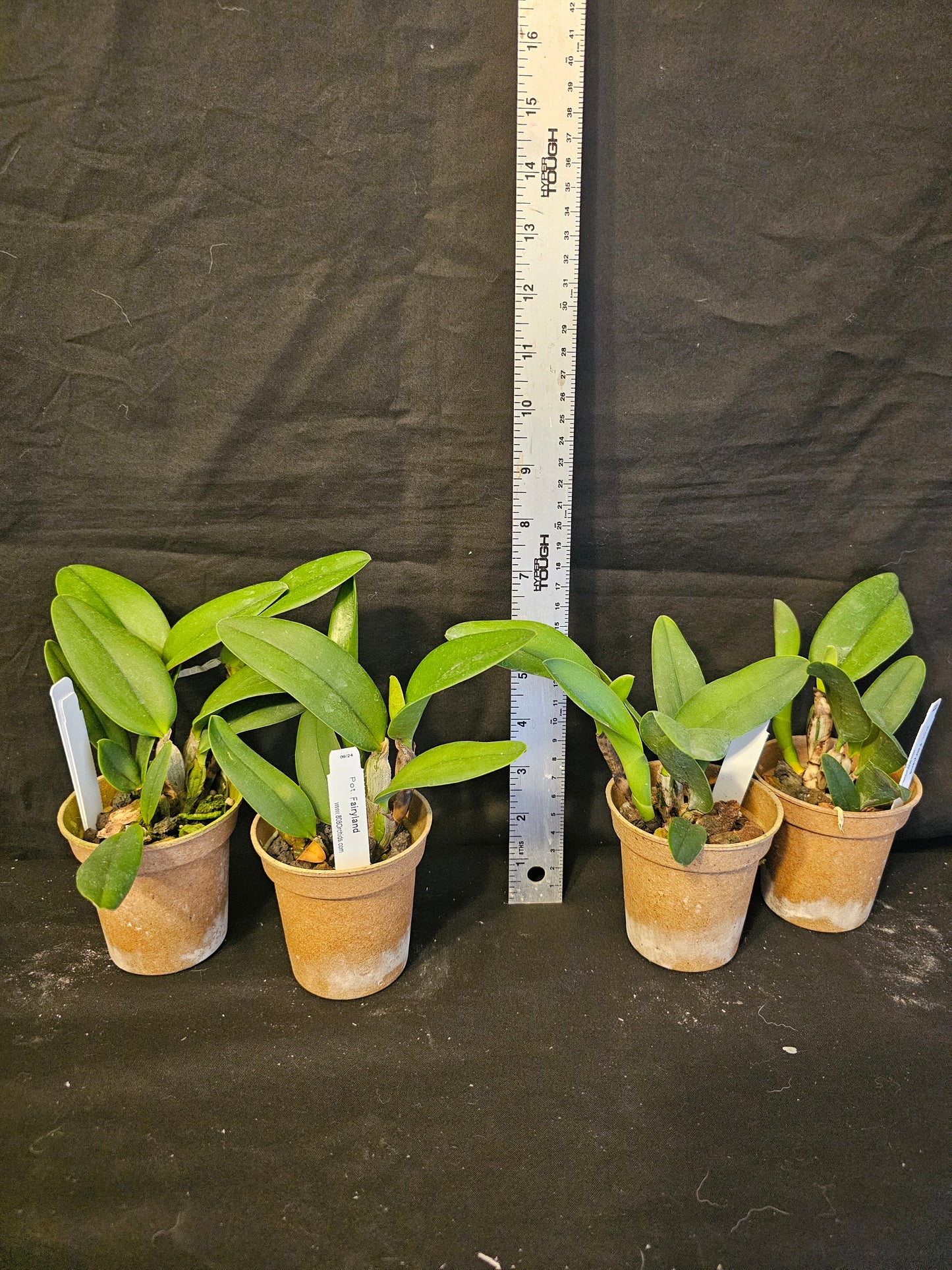 Pot Fairyland Blooming size compact growing cattleya orchid hybrid. Beautiful.
