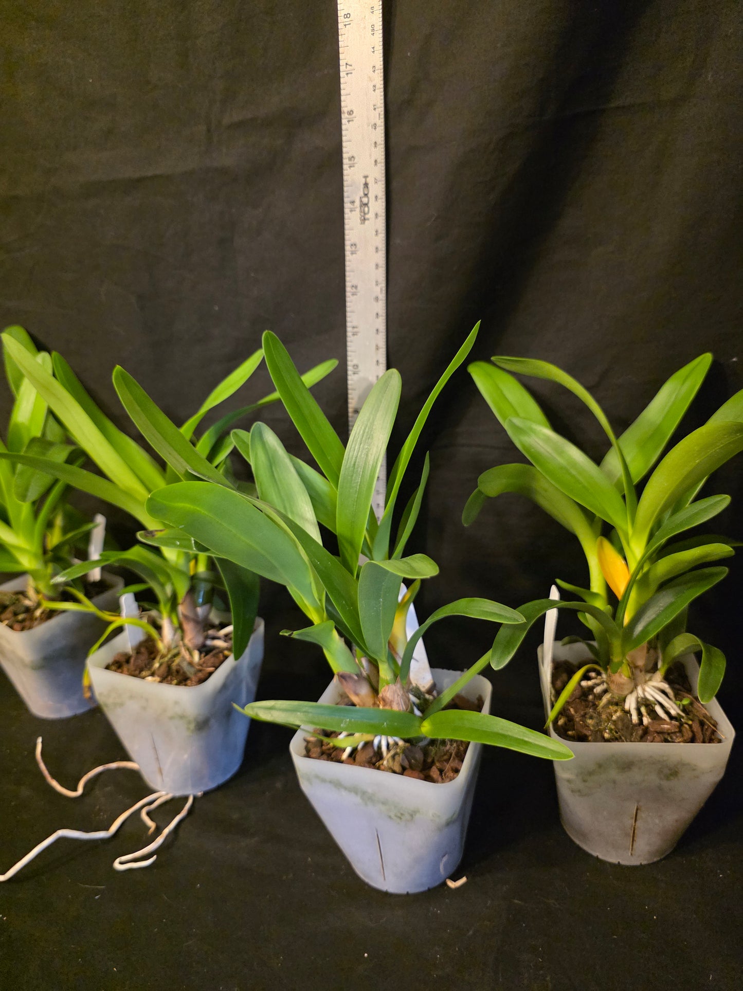 Encyclia cordigera v alba x Epi robustum Blooming size unique orchid hybrid. Epicyclia