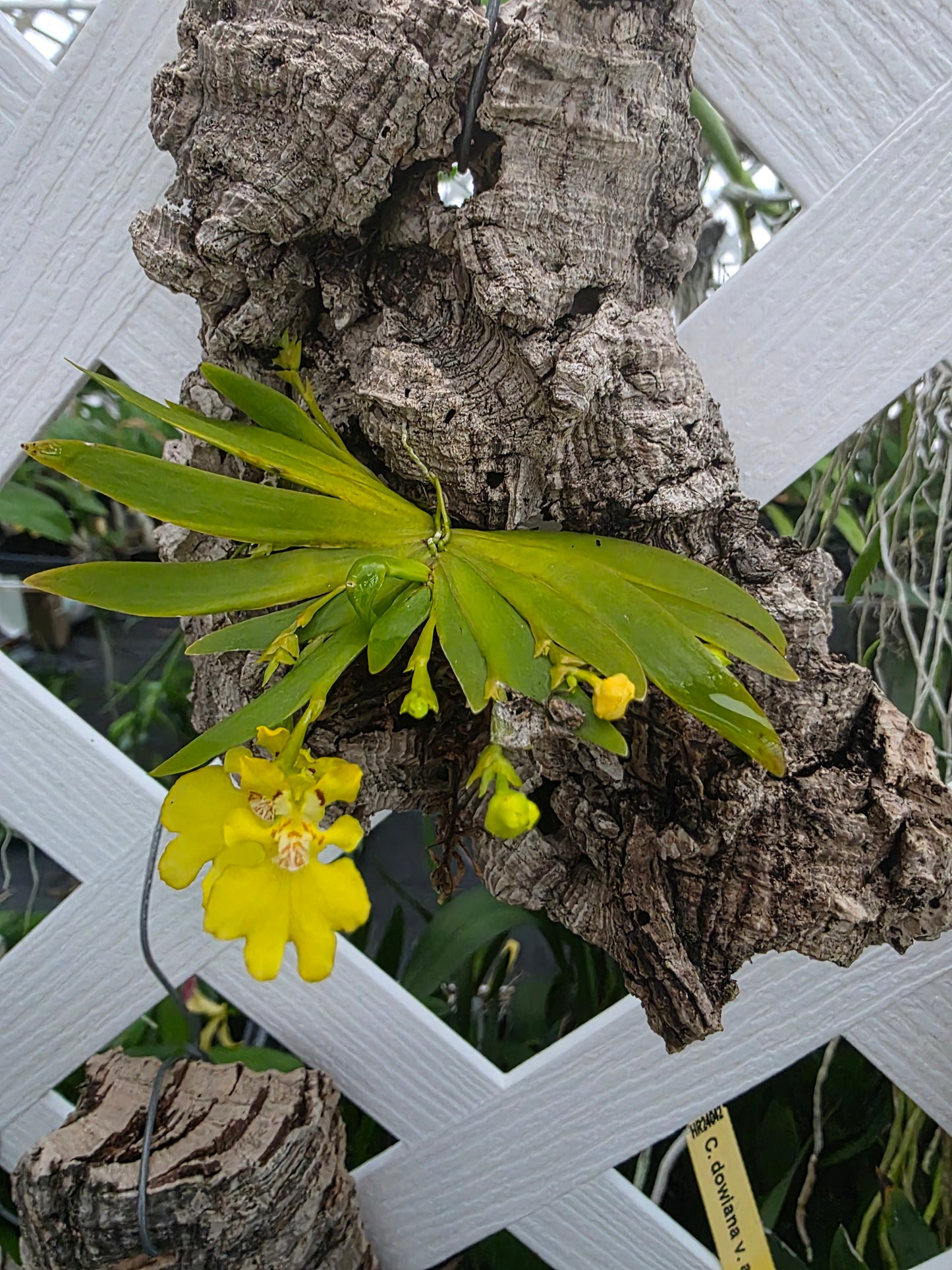 Psygmorchis pusilla blooming size mounted orchid species. Sequential bloomer