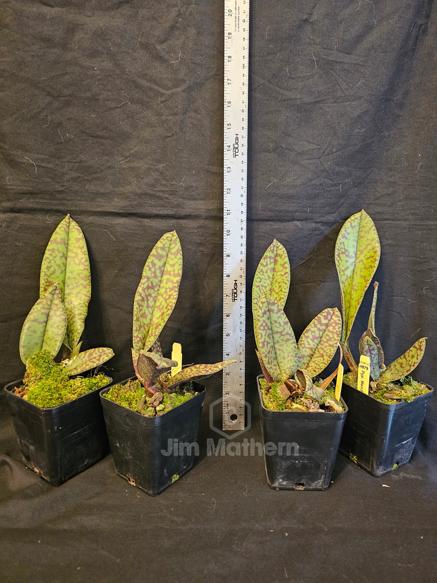 Psychopsis Mendenhall 'Hildos' AM/AOS. Blooming size unique orchid clone. Mottled red and green leaves