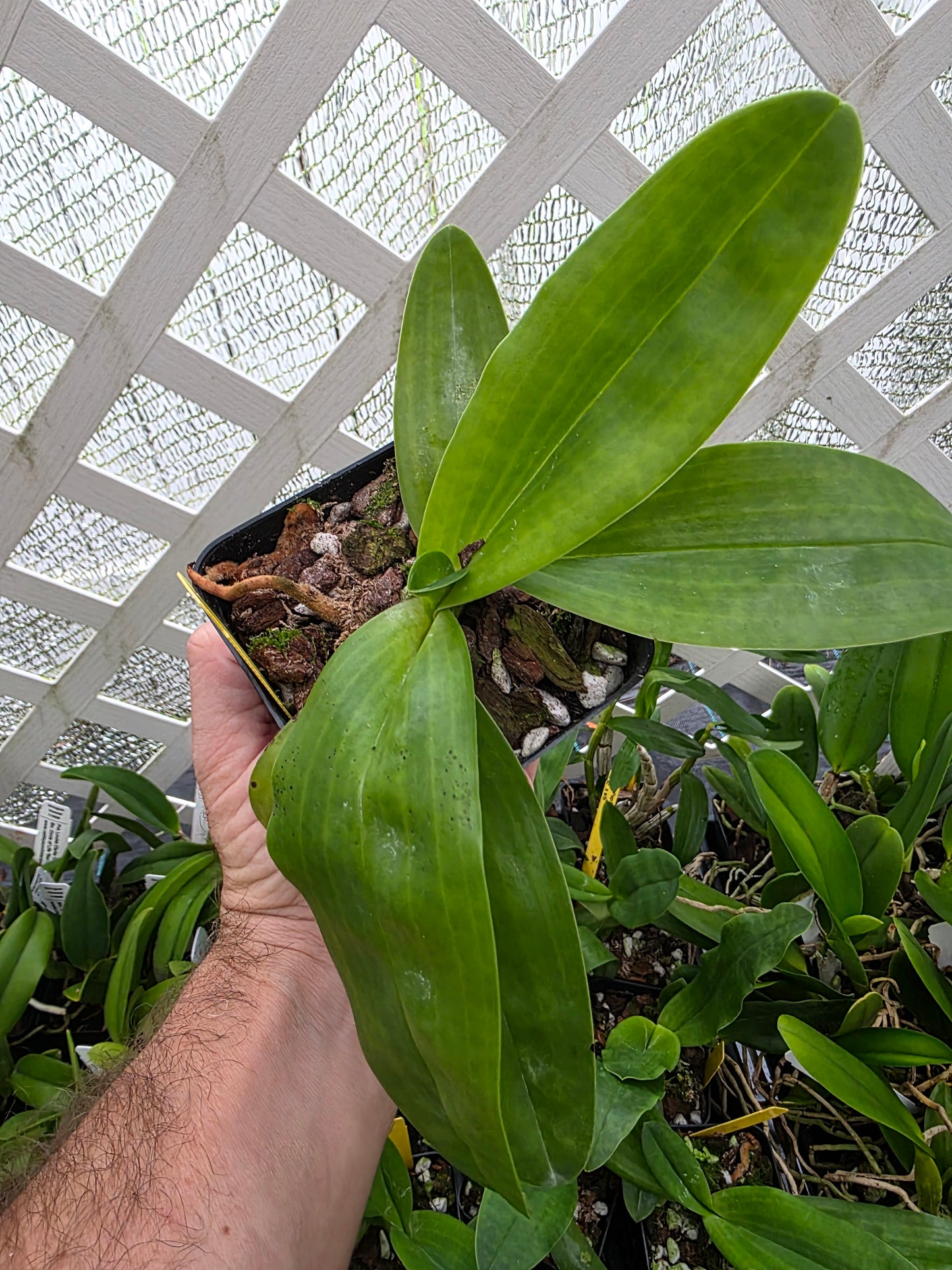 Paphiopedilum Pinocchio blooming size Paphiopedilum orchid hybrid. Unique beautiful blooms