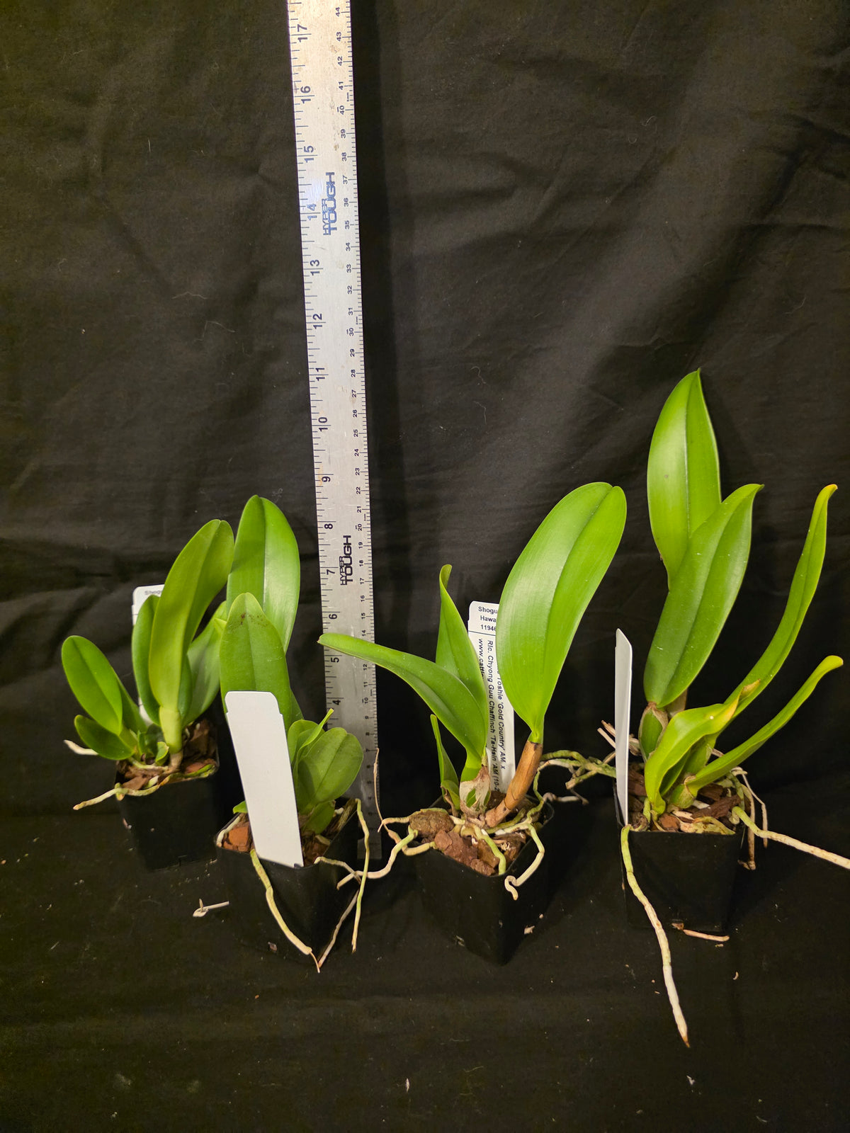 Rlc Little Toshie x Chyong Guu Chaffinch. Near blooming size compact growing cattleya.