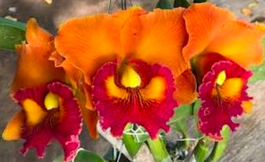 Rlc Nakornchaisri delight '#5' near blooming size cattleya orchid clones. Large fragrant blooms