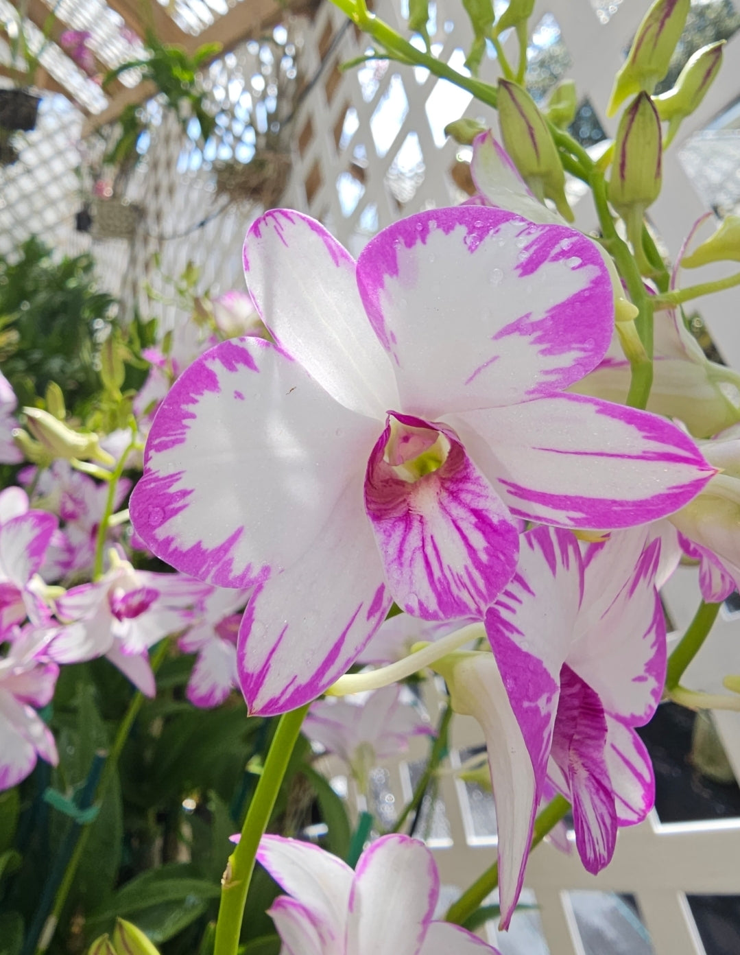 Dendrobium Enobi Purple 'Splash' in spike