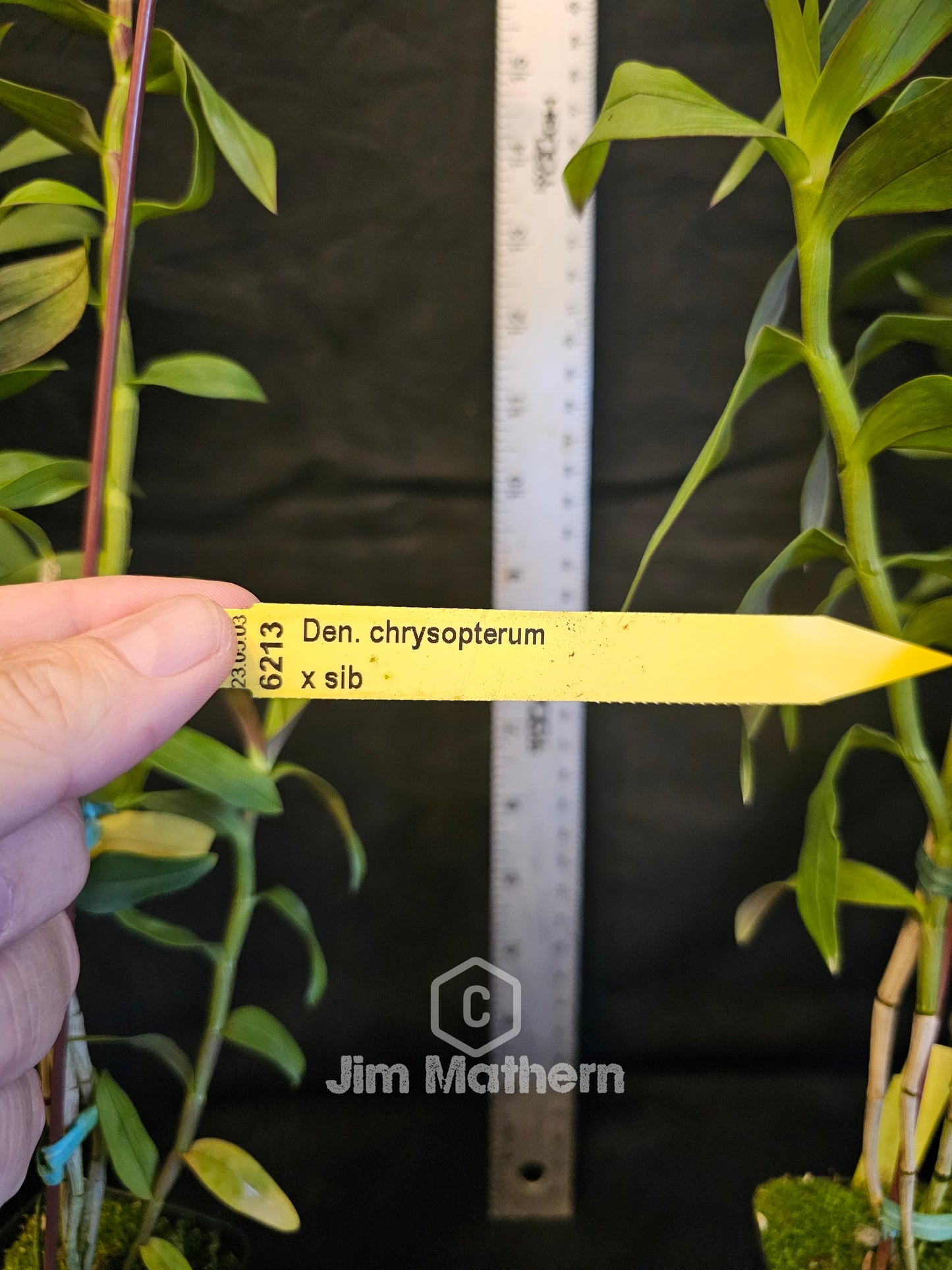 Dendroboum chrysopterum, Blooming size Dendrobium orchid species.