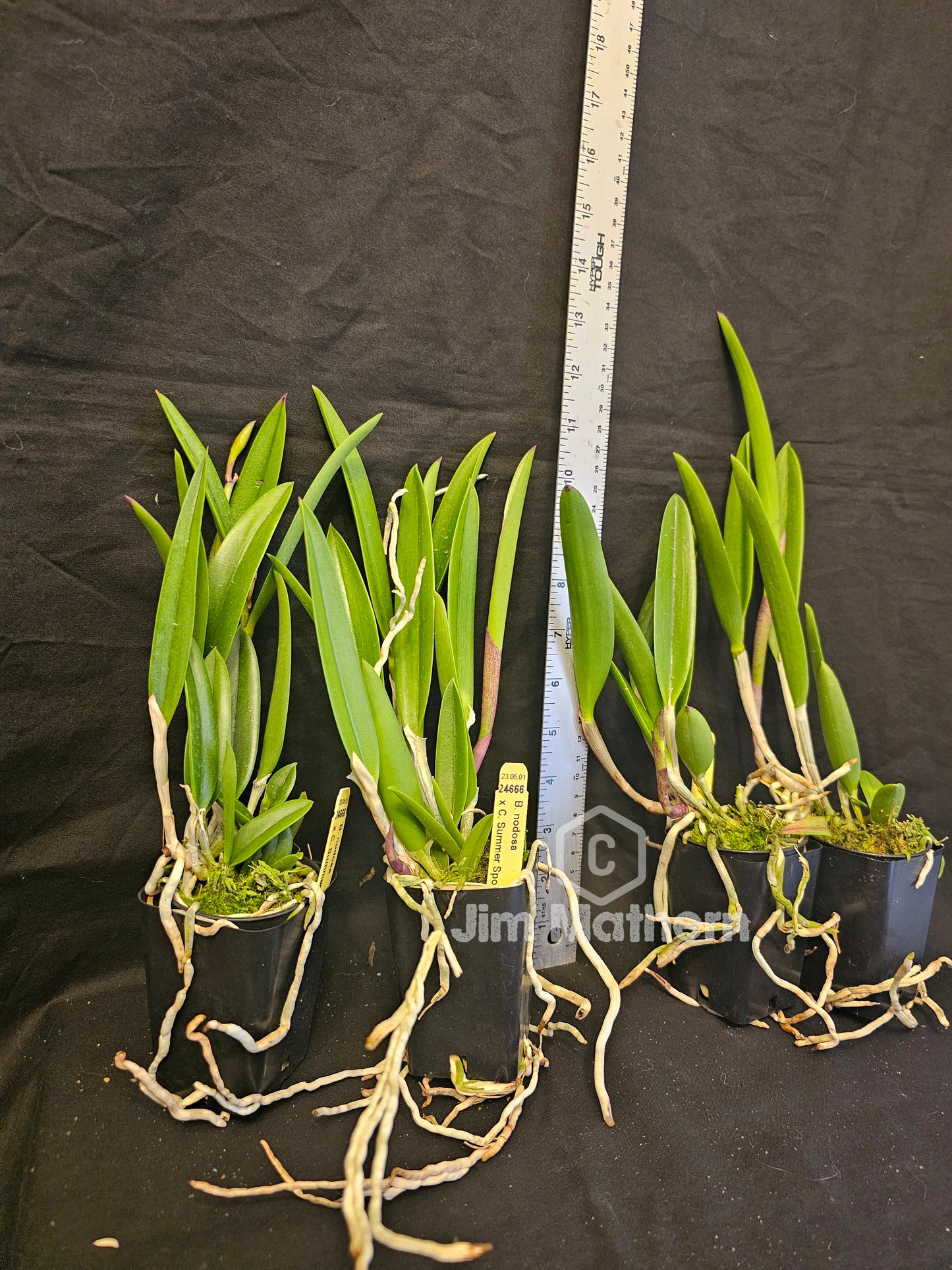 Bc Walter August (C.Summer Spot x B.nodosa) Blooming size Brassocattleya orchid hybrid.