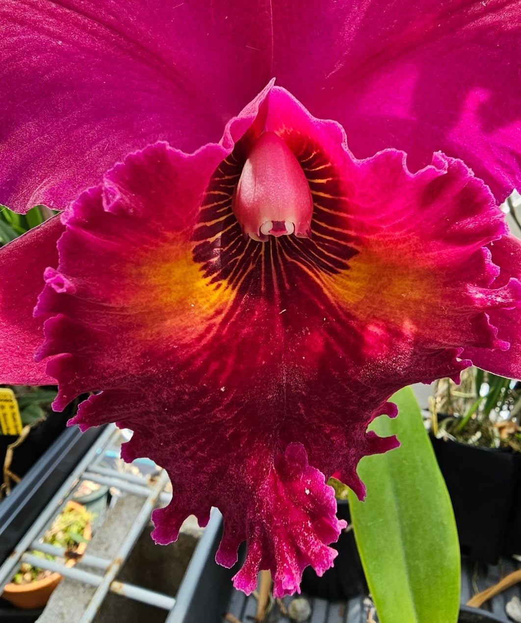Rlc Lake Murray 'Mendenhall' Blooming size cattleya orchid clone. 4.5" pot
