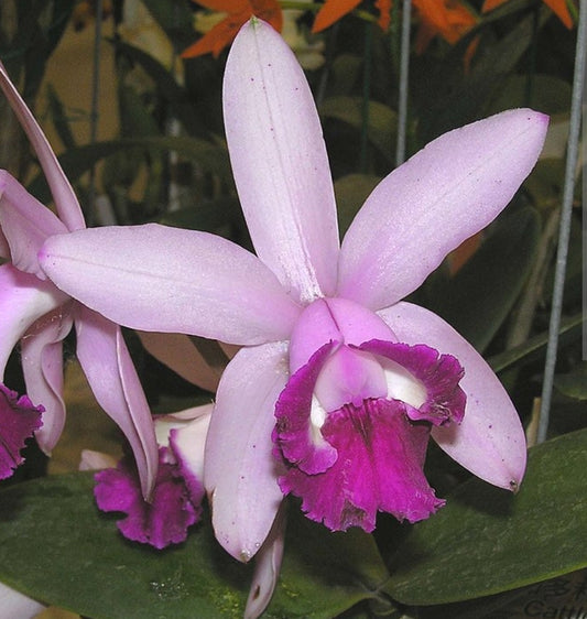 Cattleya intermedia var Orlata x sub. Near bloom size cattleya orchid species. ('Rio' x 'Hsinying')