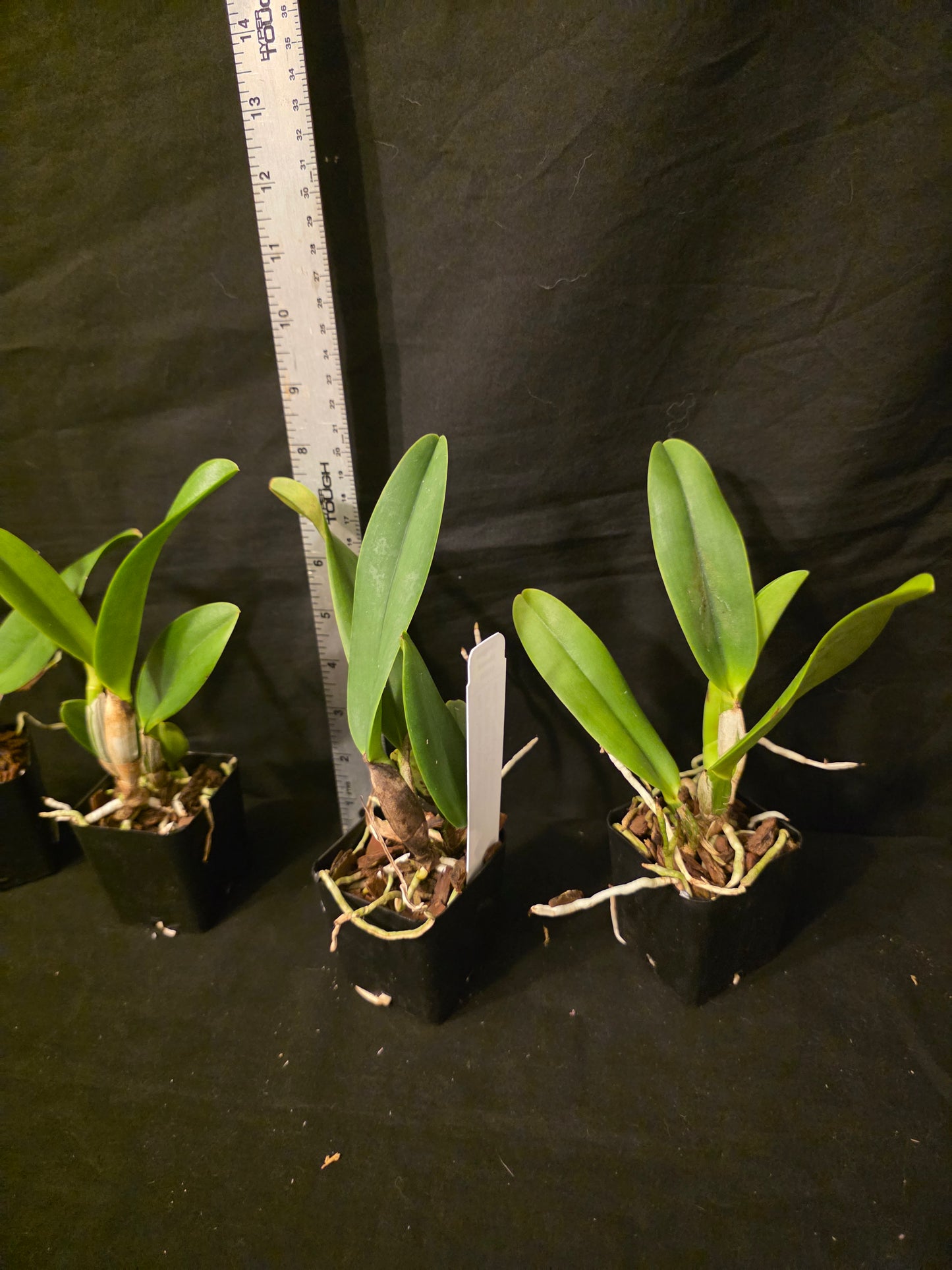 Pot Louise Clark x Slc Circle of Life. Blooming size compact cattleya.
