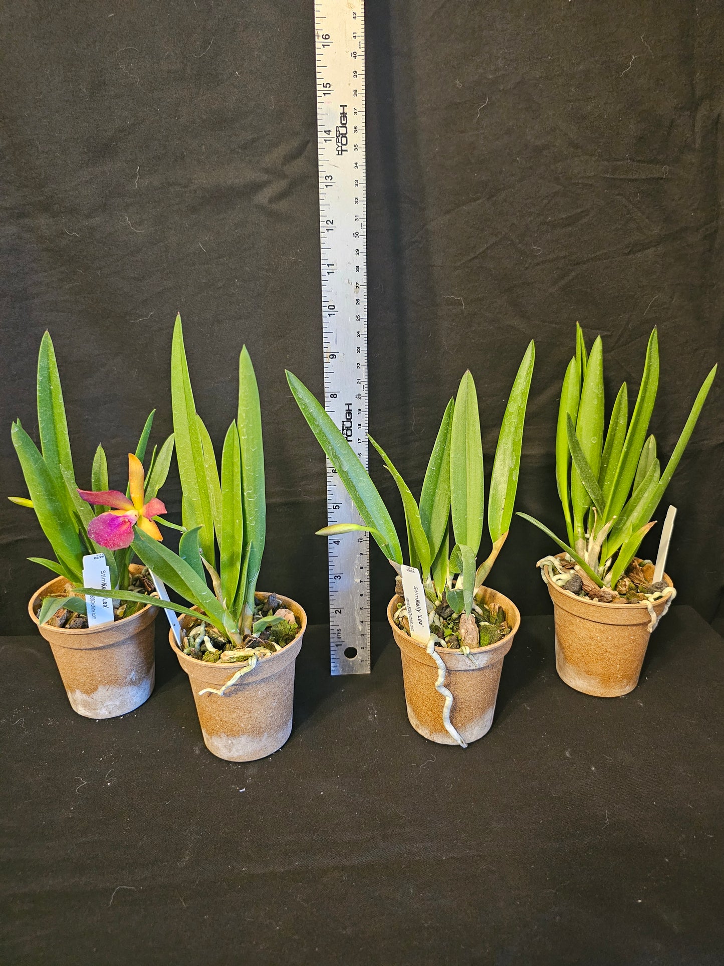 Stlma. Kelly 'Lea' blooming size brassavola orchid clone.