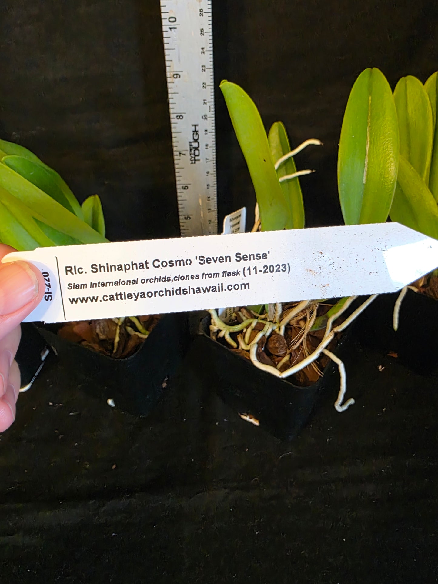Rlc Shinaphat Cosmo 'Seven Sense' near blooming size cattleya orchid clones. Large fragrant blooms