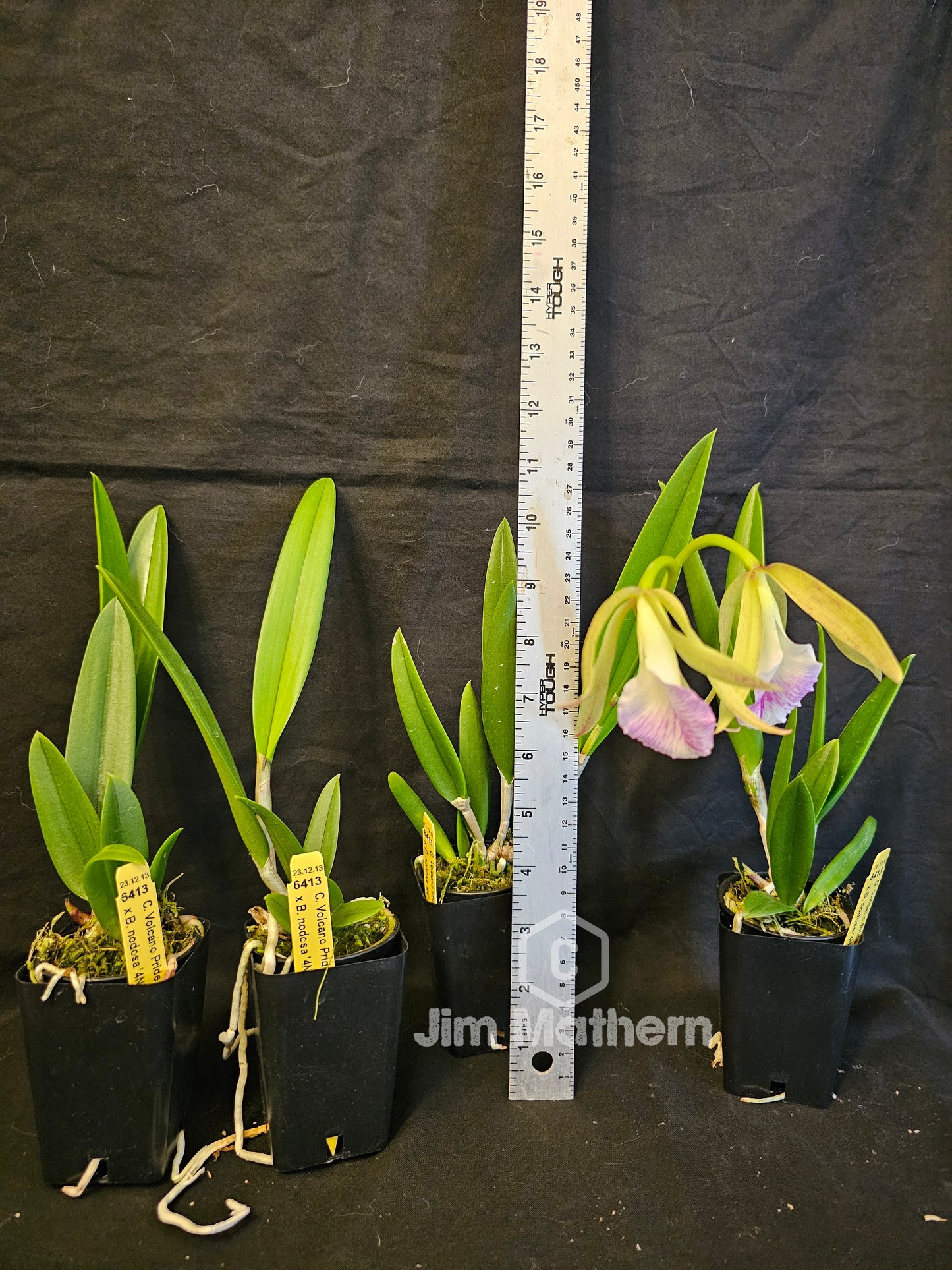 Cattleya Volcano Pride x B.nodosa. Blooming size seed grown orchid hybrid. Fragrant