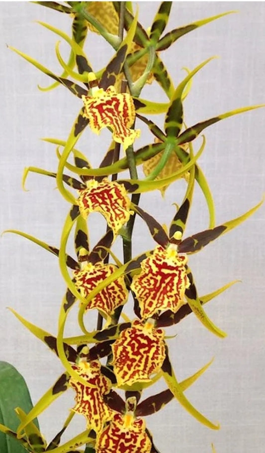 Bnfd. Gilded Tower 'Mystic Maze' large blooming size plant 3.5" pot.