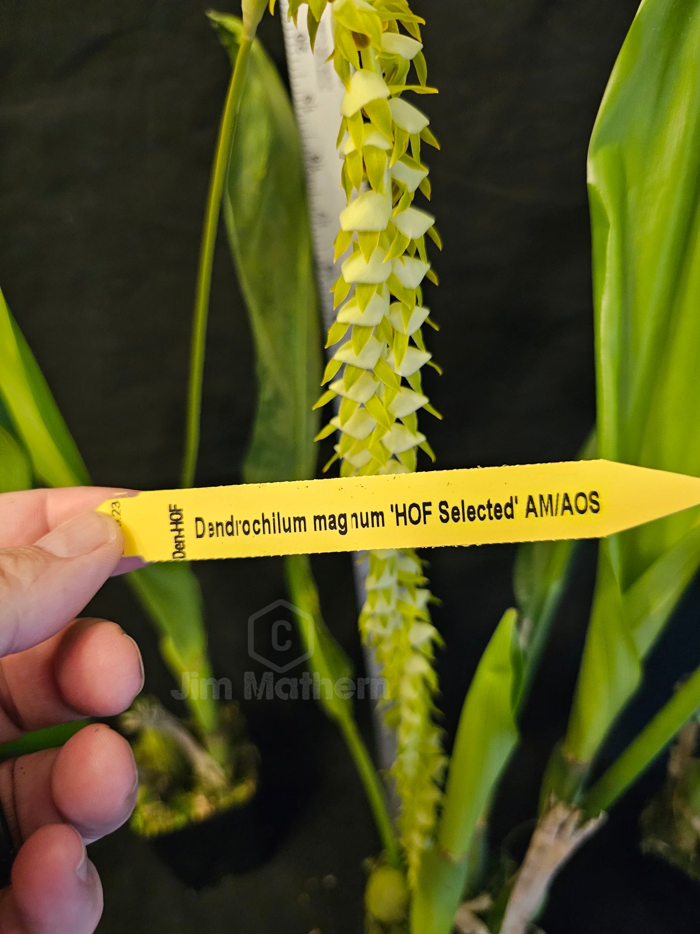 Dendrochilum magnum. Large Blooming size rare orchid species. Long chains of multiple small blooms