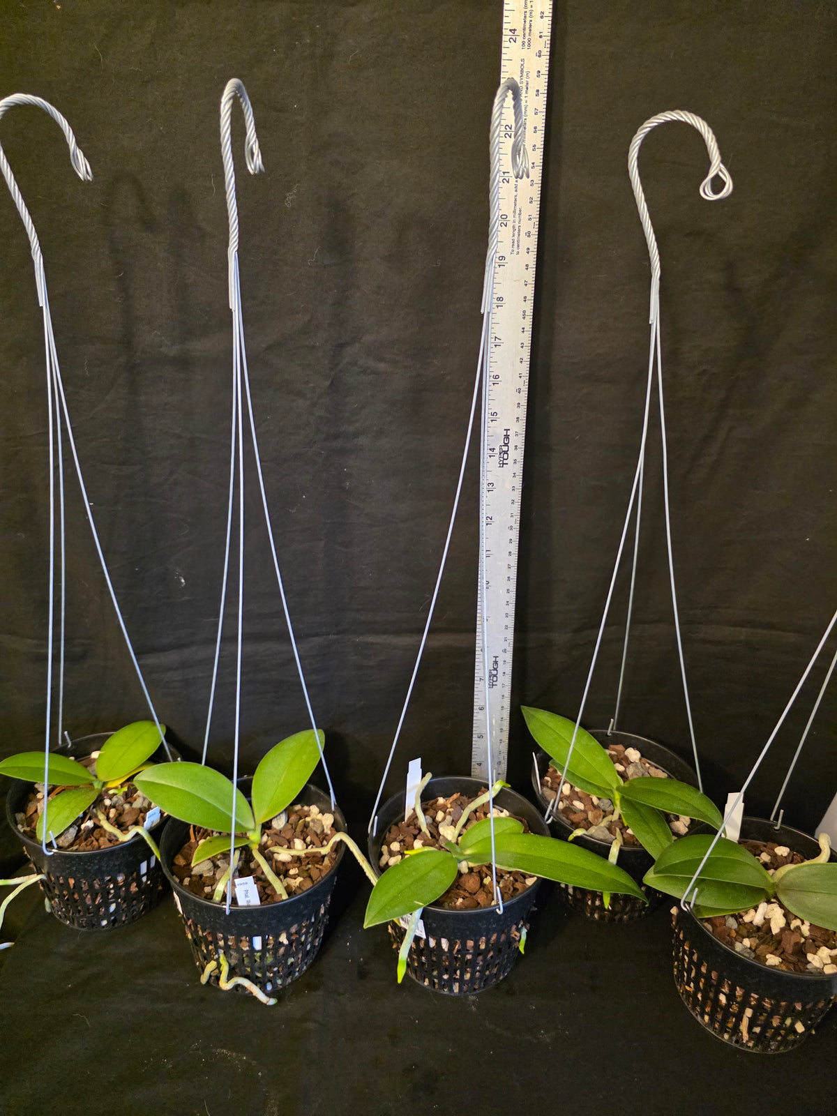 Phalaenopsis Mini Mark Blooming size plants in 5" baskets.