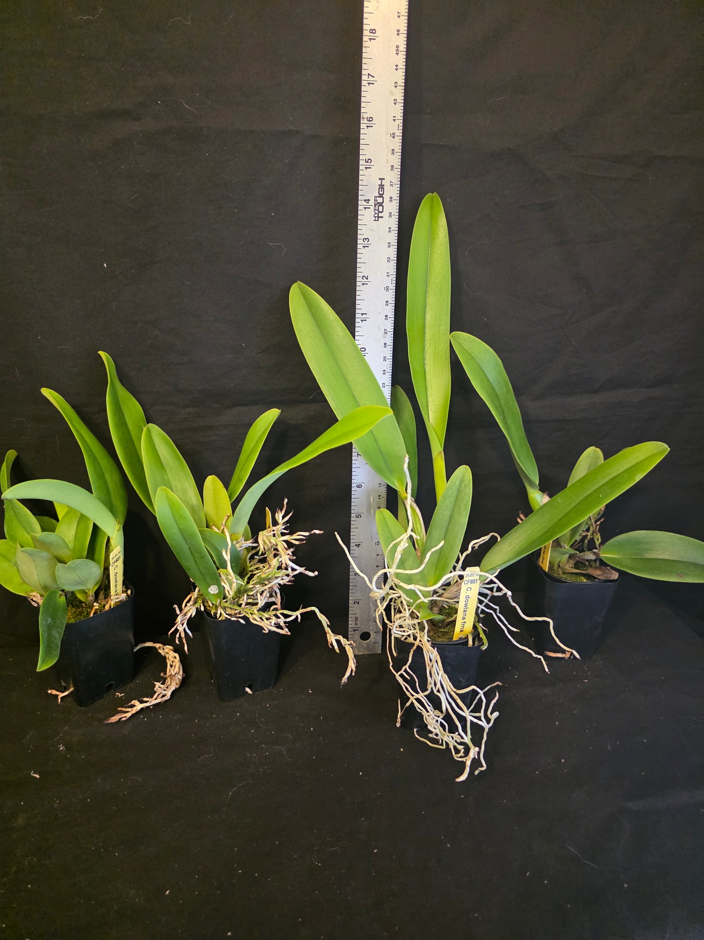 Cattleya dowiana var Aurea 'Net Dream' Rare orchid species.  Healthy non bloom size plants 2.5" pot. Clones