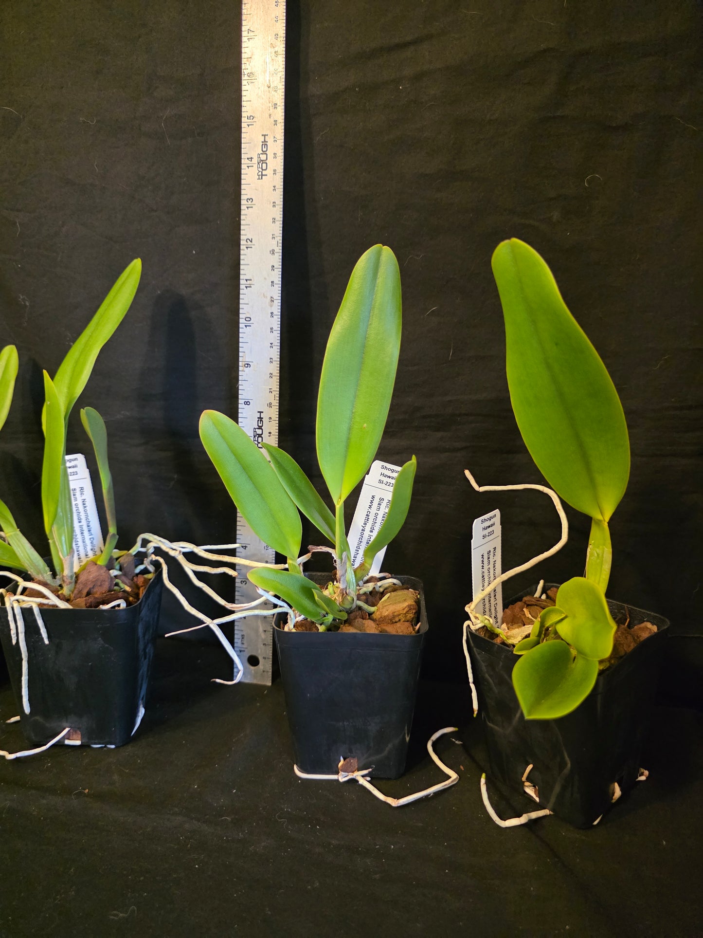 Rlc Nakornchaisri delight '#5' near blooming size cattleya orchid clones. Large fragrant blooms
