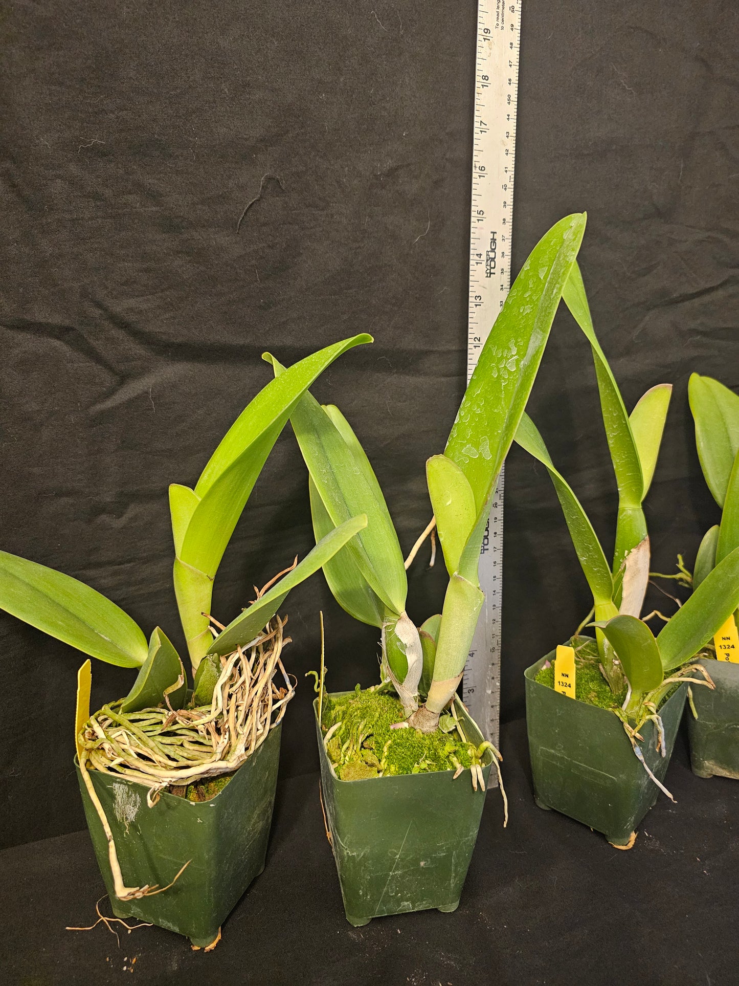 Rlc Tokyo Bay 'Victory' (Rhyncholaeliocattleya Vallespin × Cattleya Commander)