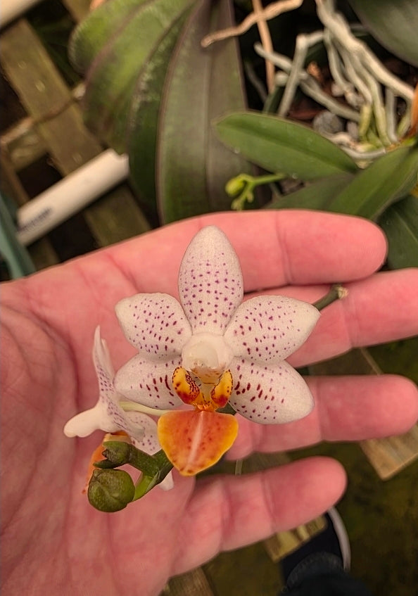Phalaenopsis Mini Mark Blooming size plants in 5" baskets.