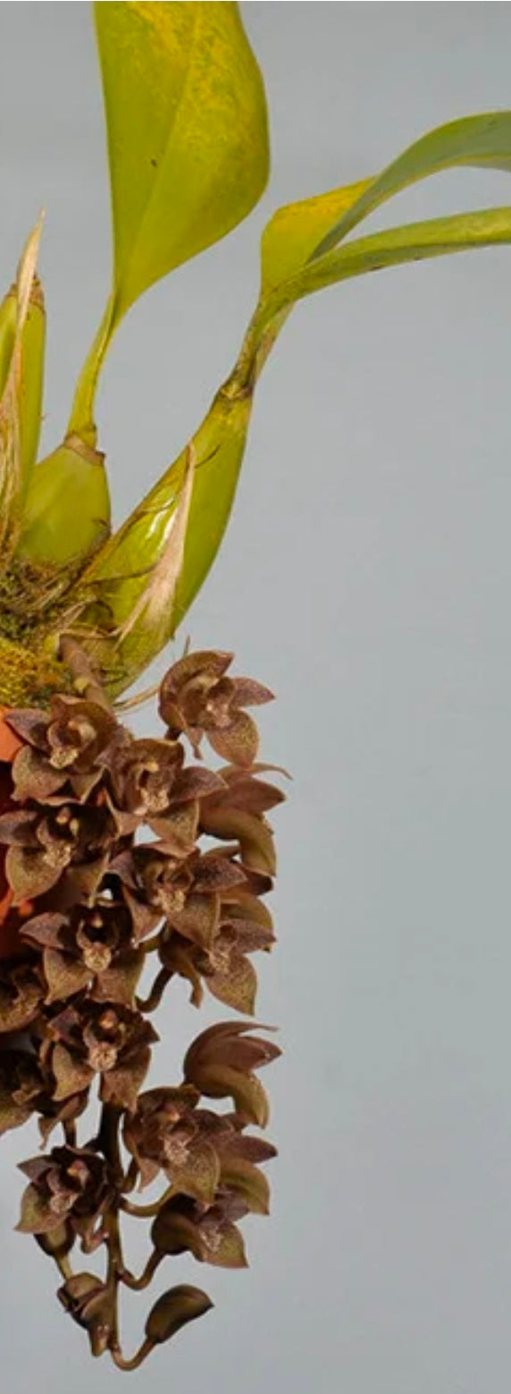 Grammatophyllum stapeliiflorum near blooming size rare orchid species