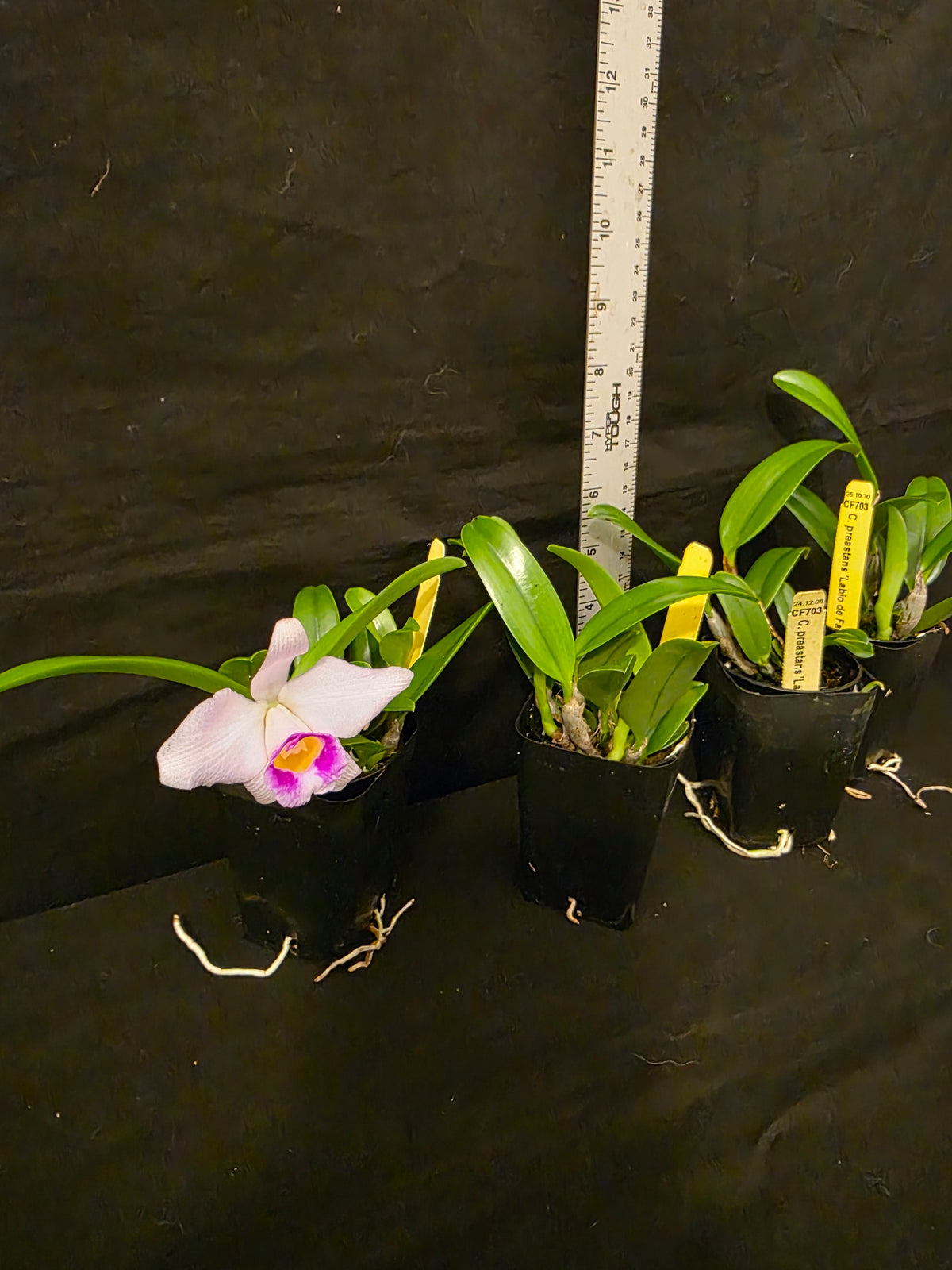 Cattleya praestans 'Labio de facinacion' blooming size cattleya orchid species.