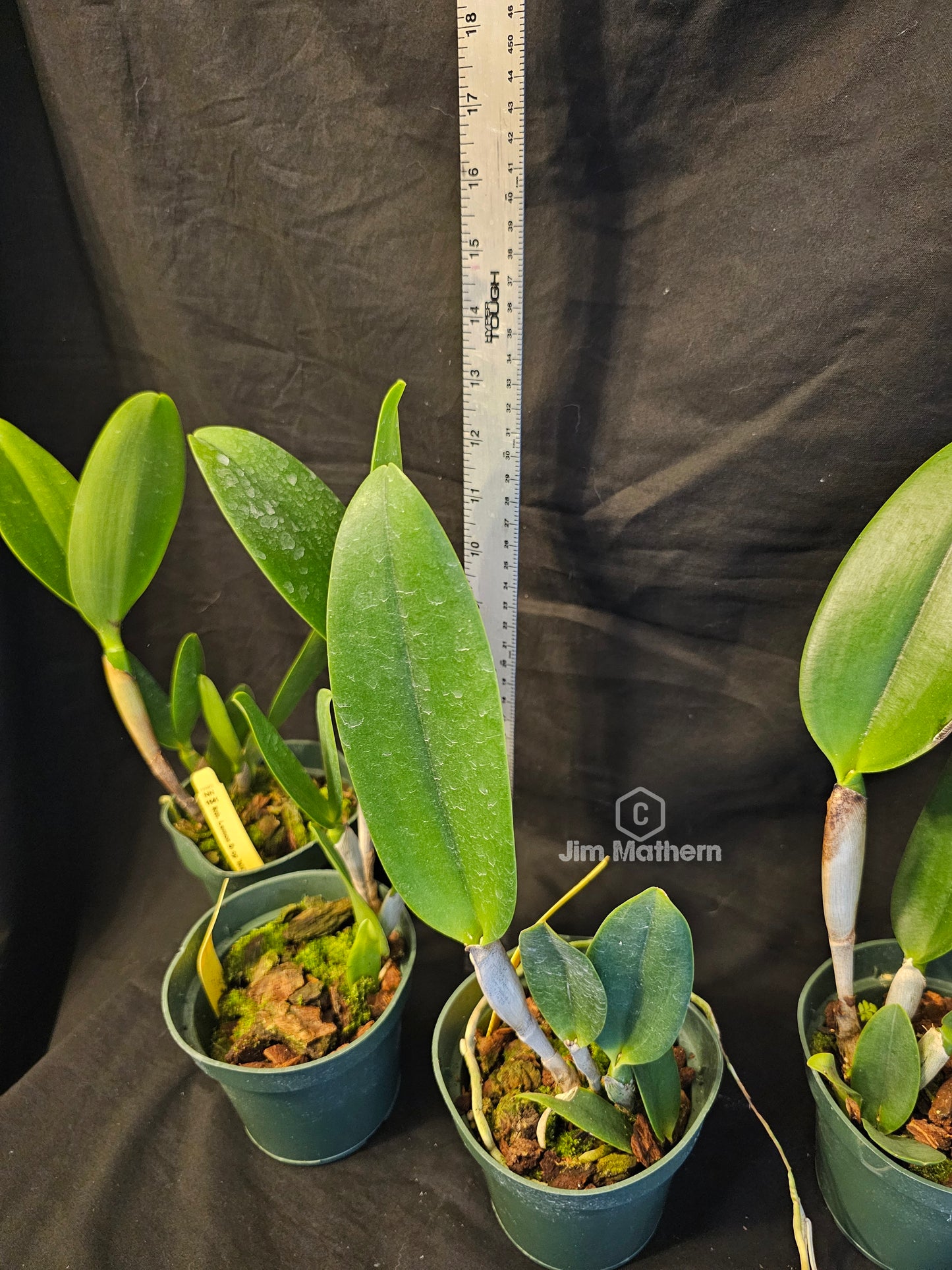 Rth. Lemon Drop 'NN', blooming size cattleya orchid clone. 4" pot produces beautiful yellow and red fragrant blooms.