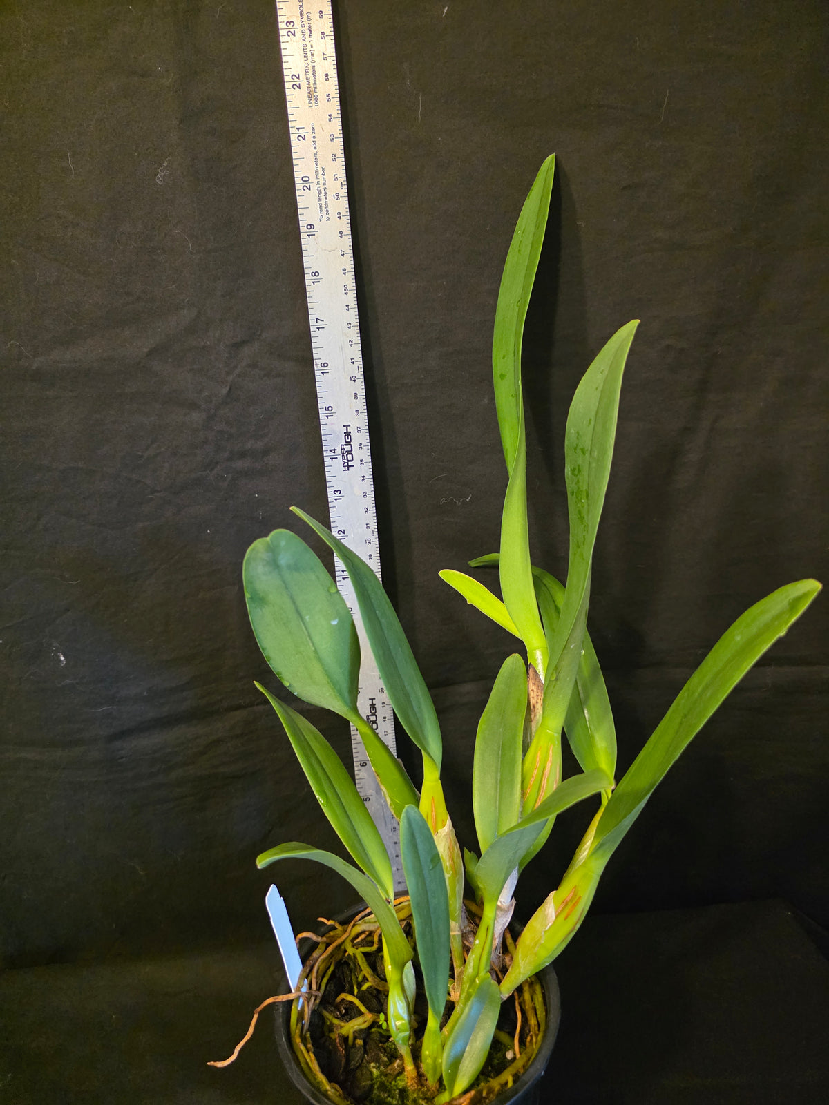 Cattleya lueddemanniana var semi alba 'Galera'. Blooming size cattleya orchid species. Large fragrant blooms.