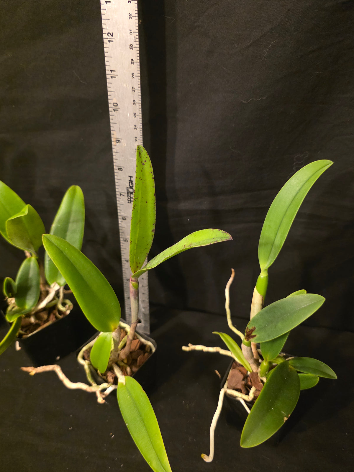 Slc Durigan x Lc Summerland Girl. Near bloom size compact cattleya orchid hybrid.