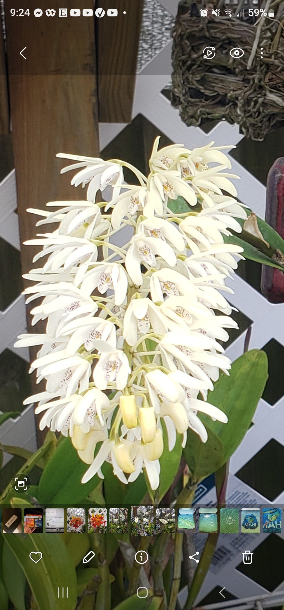 Dendobium speciosum. Non bloom size dendrobium orchid species. Highly sought after species.